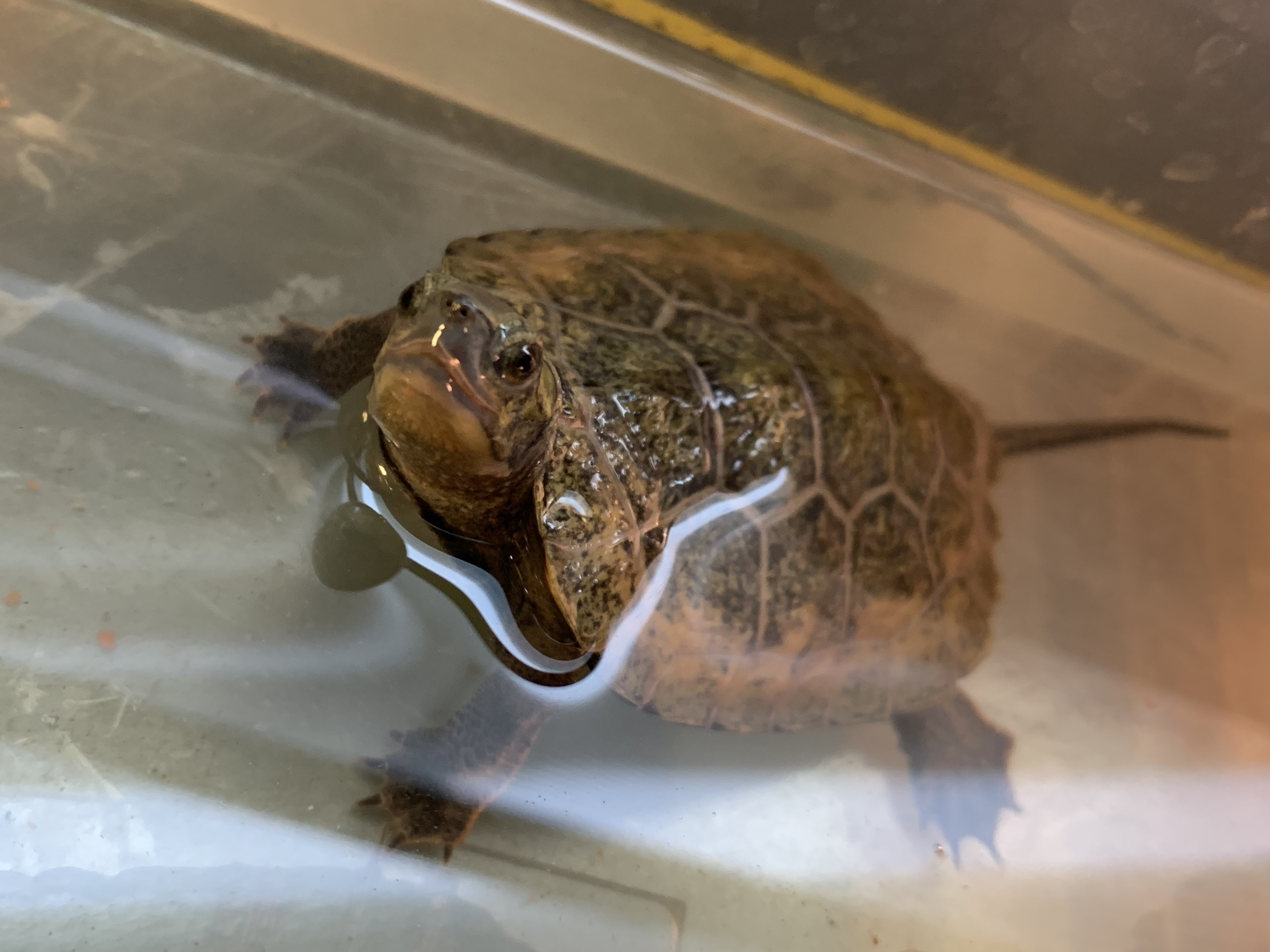ニホンイシガメ