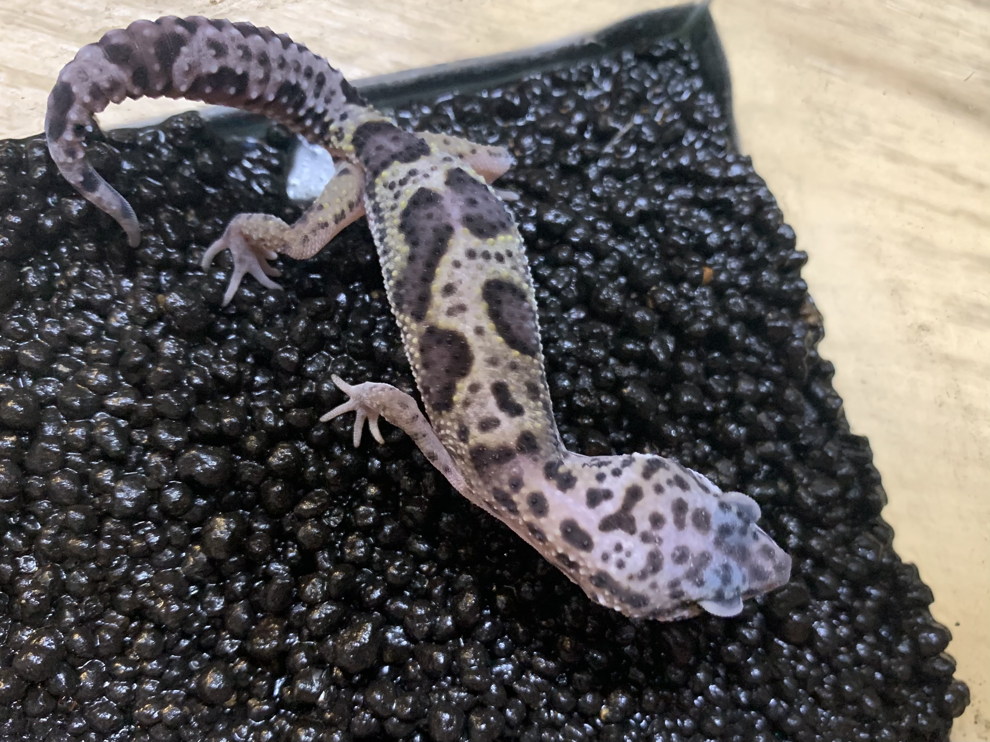 ヒョウモントカゲモドキ