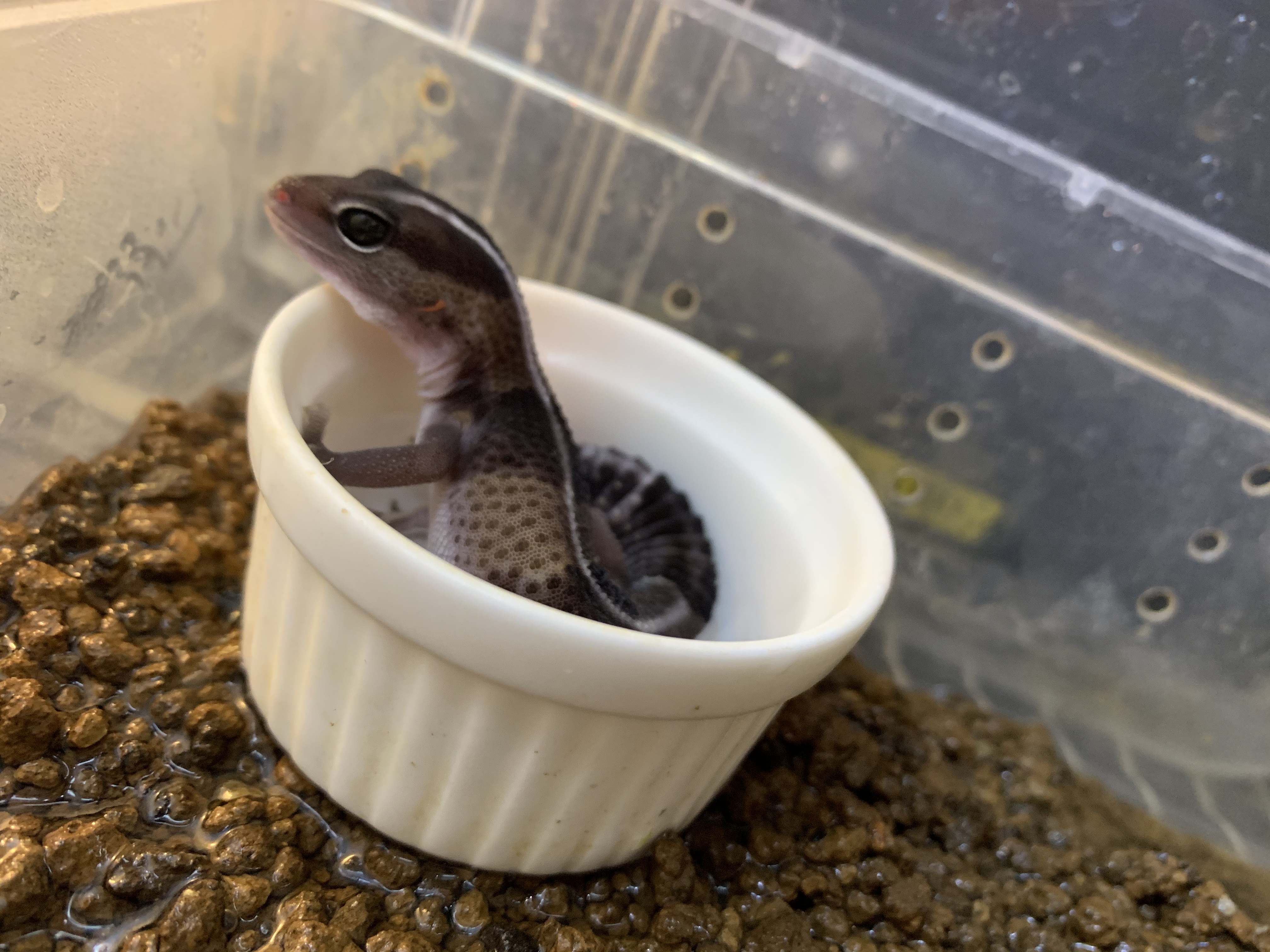 ニシアフリカトカゲモドキ