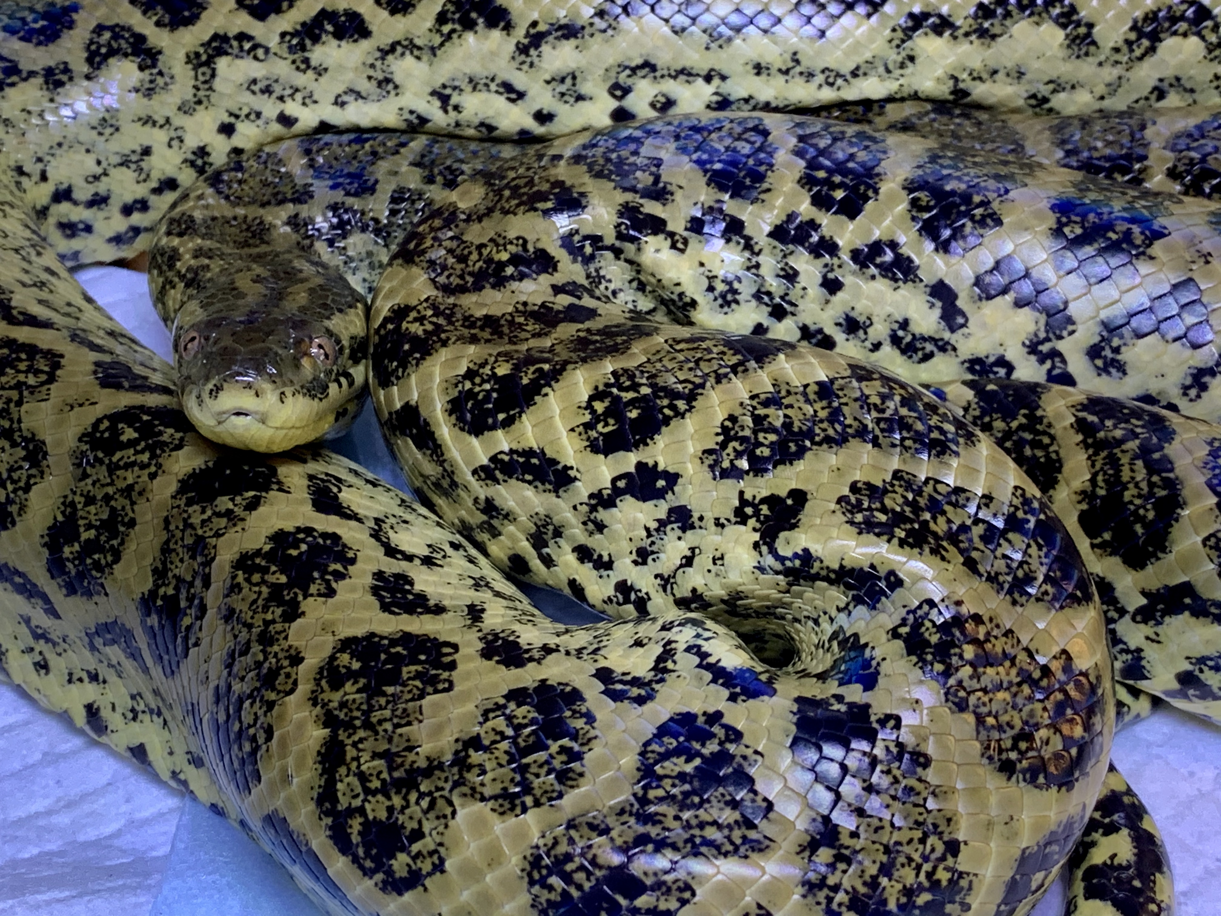 イエローアナコンダ