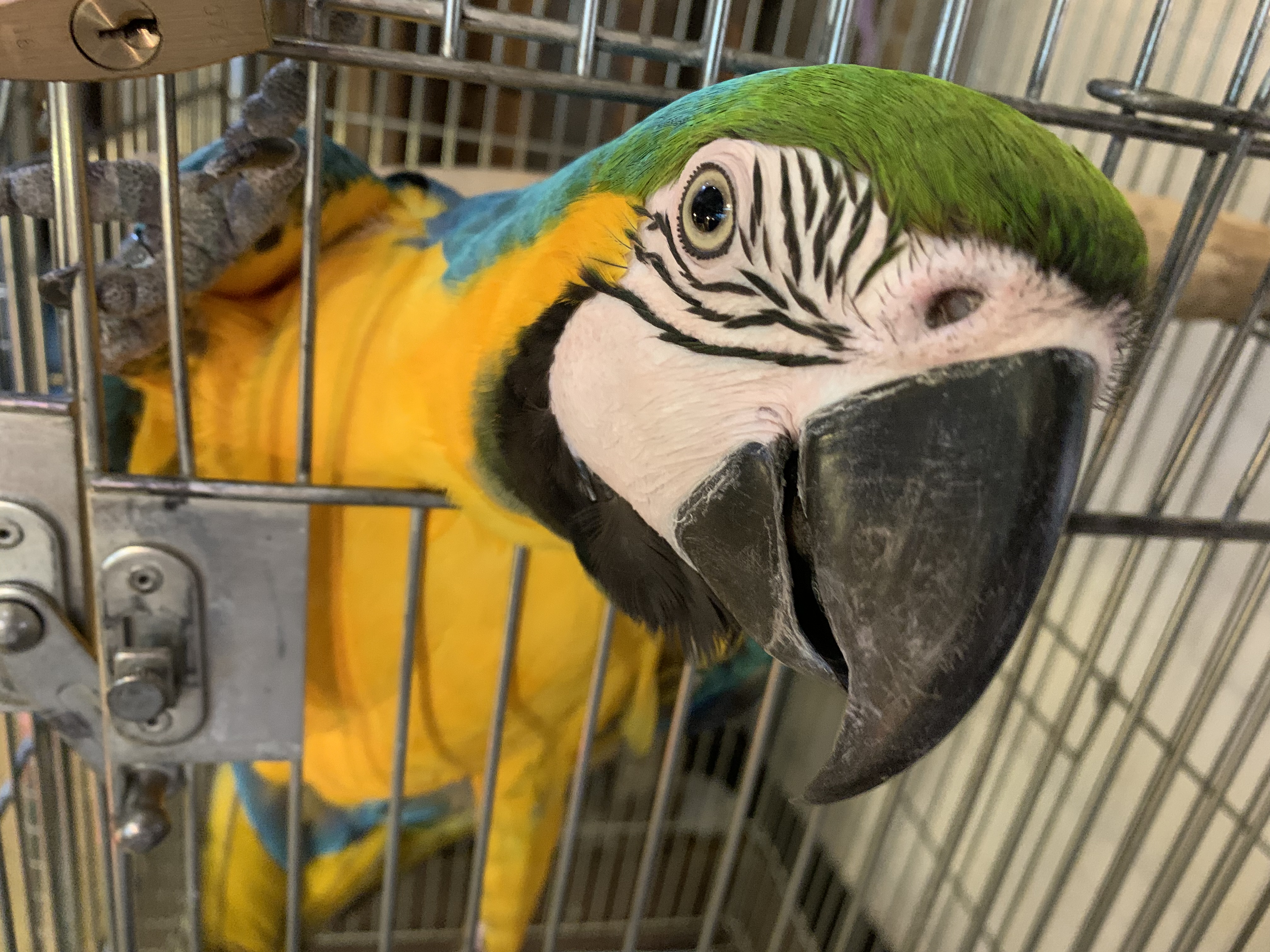 ルリコンゴウインコ