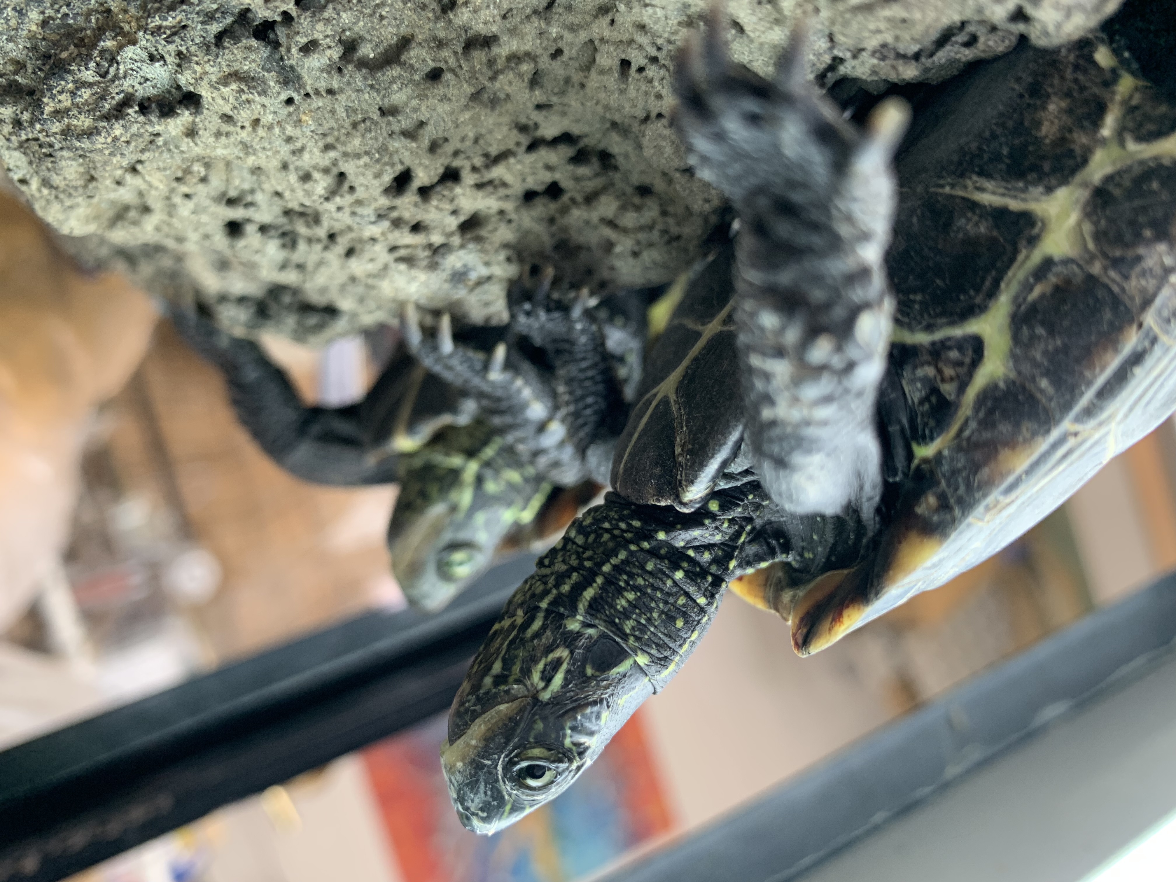 クサガメ