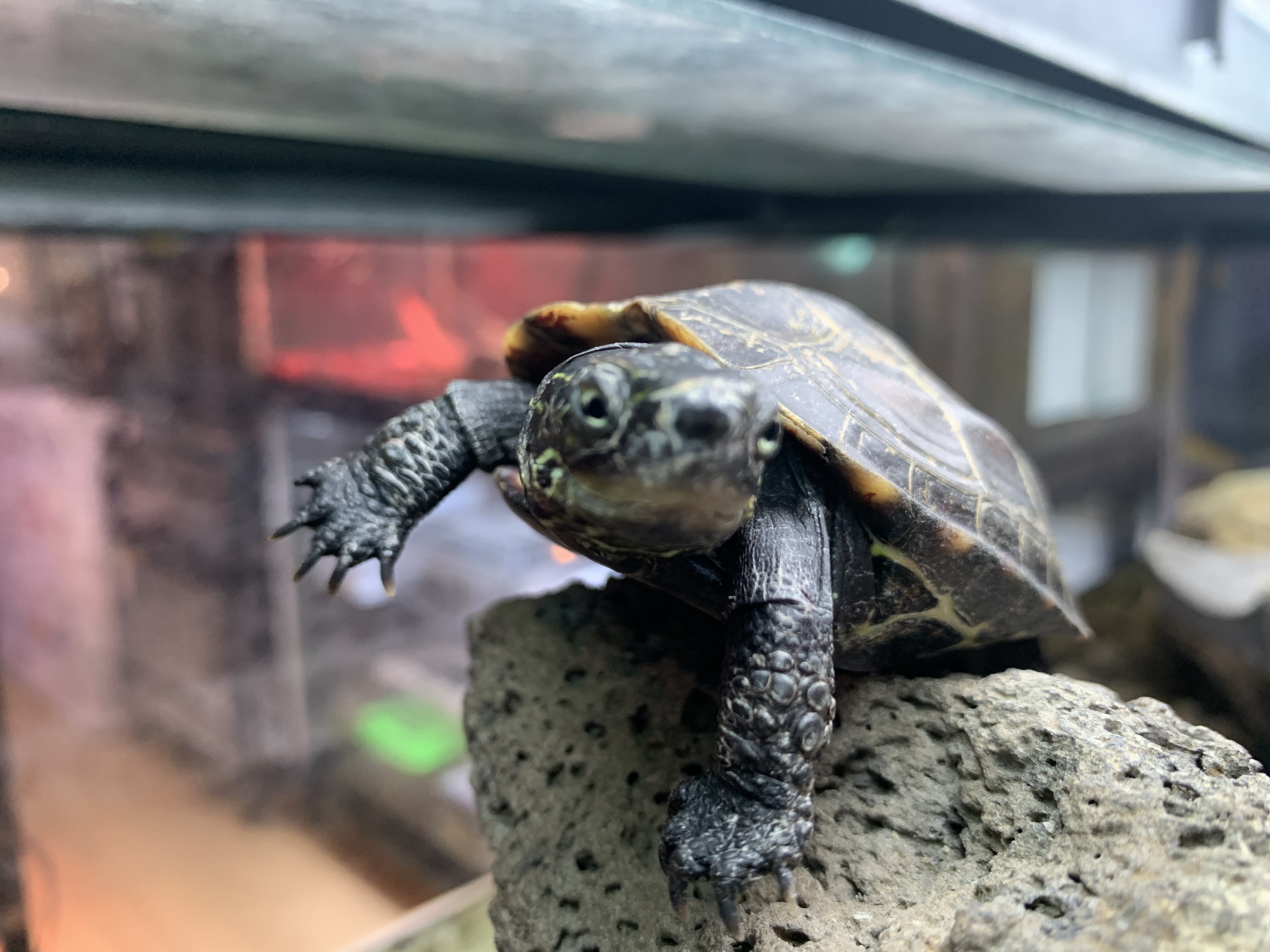 クサガメ
