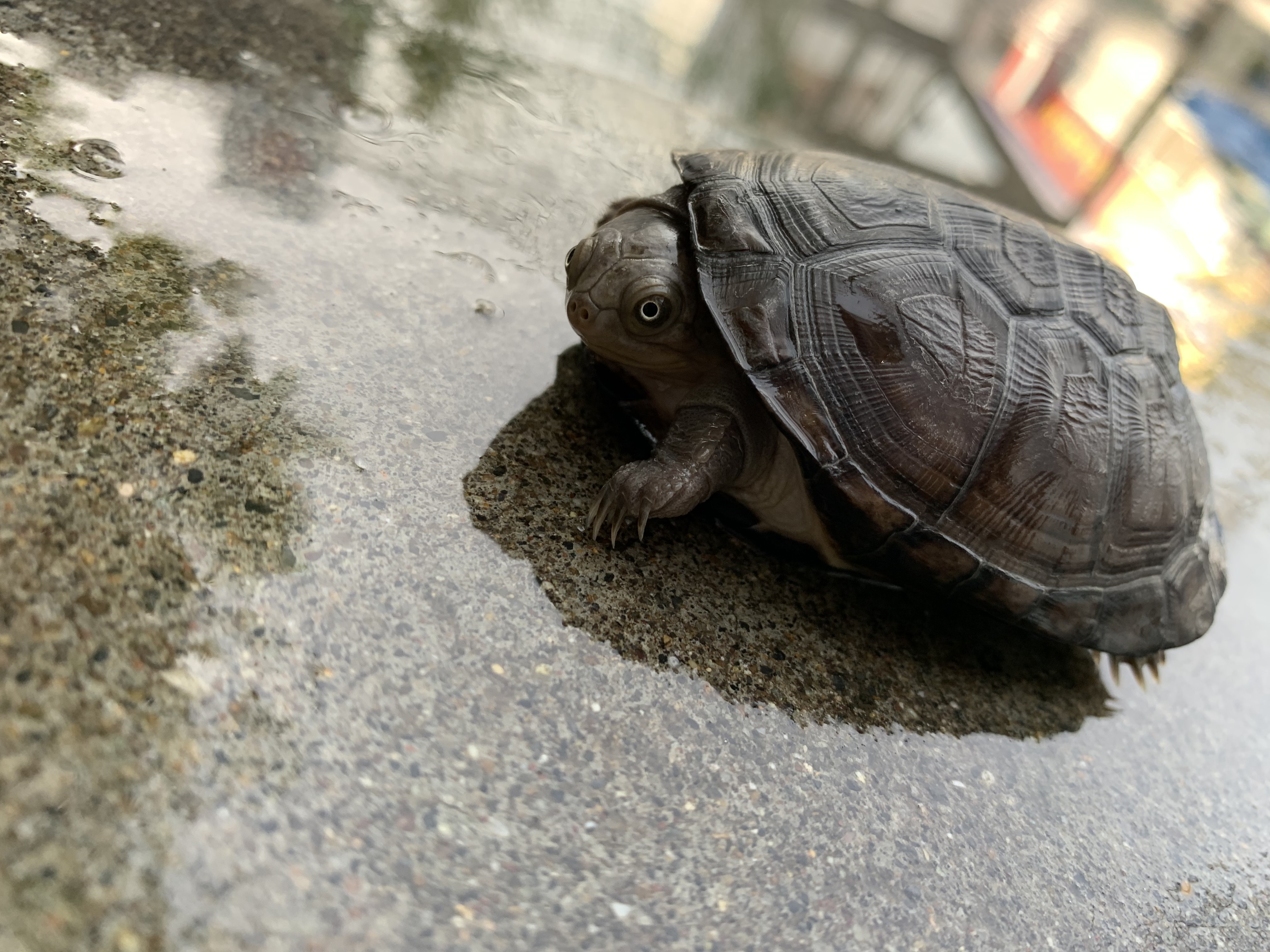 クリイロハコヨコクビガメ