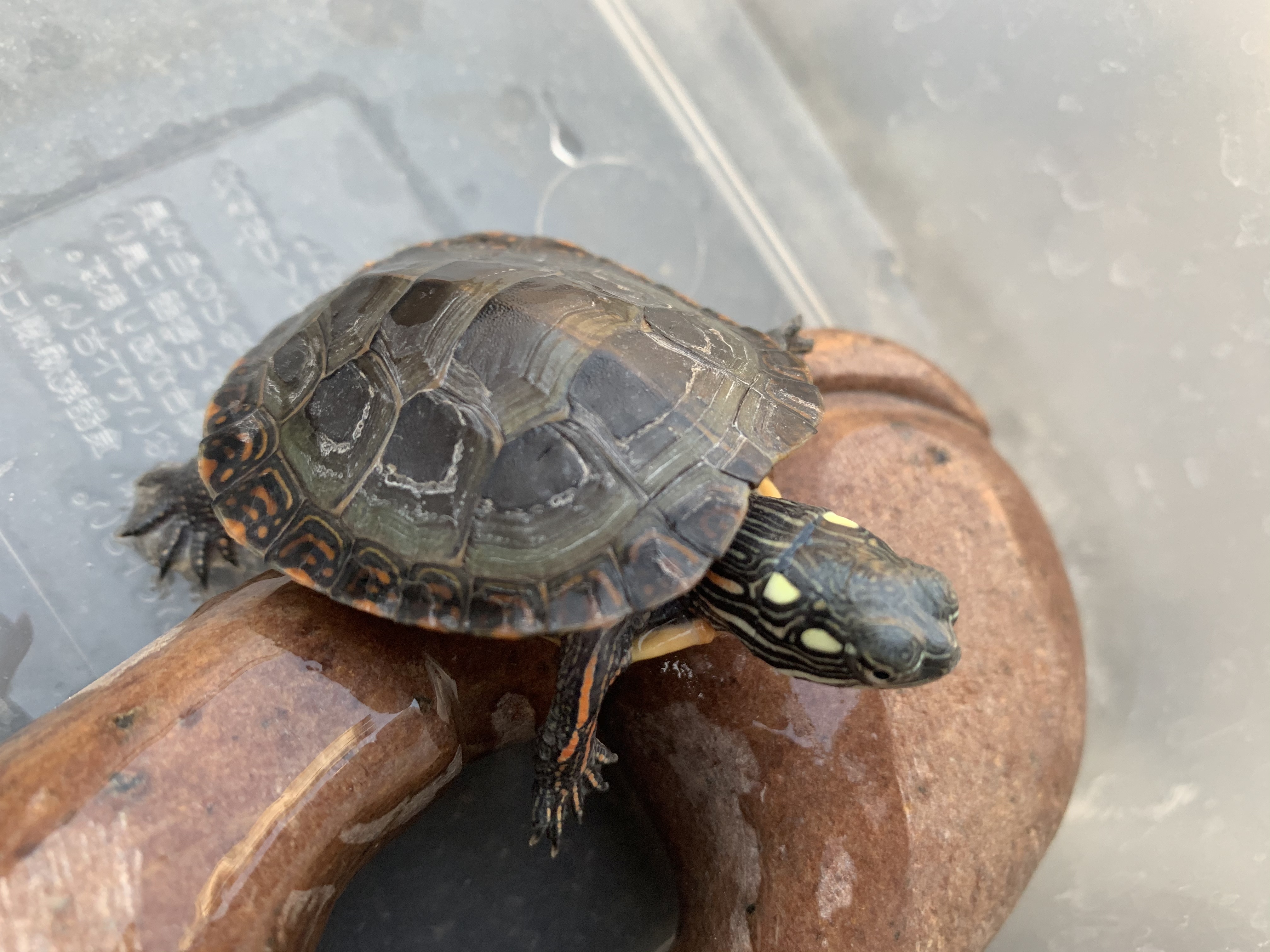 トウブニシキガメ