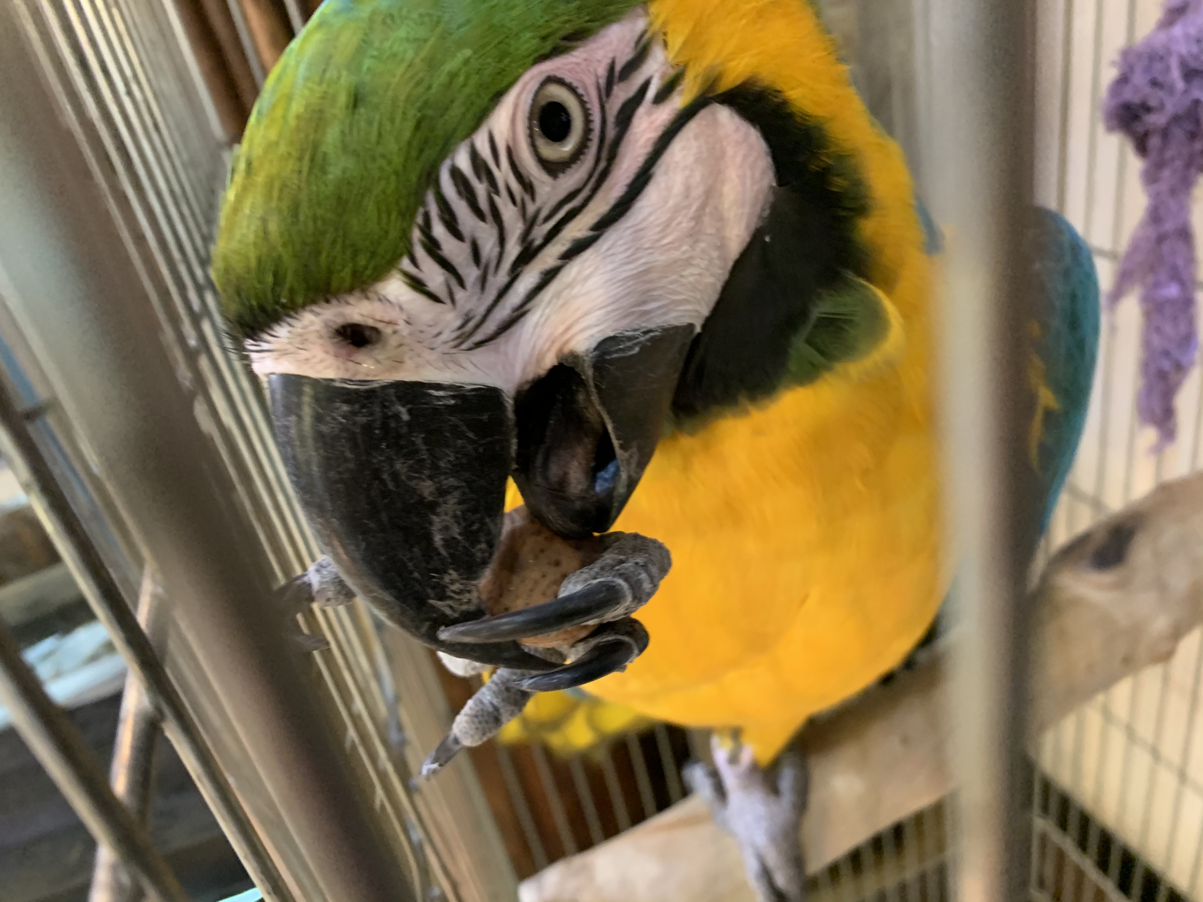 ルリコンゴウインコ