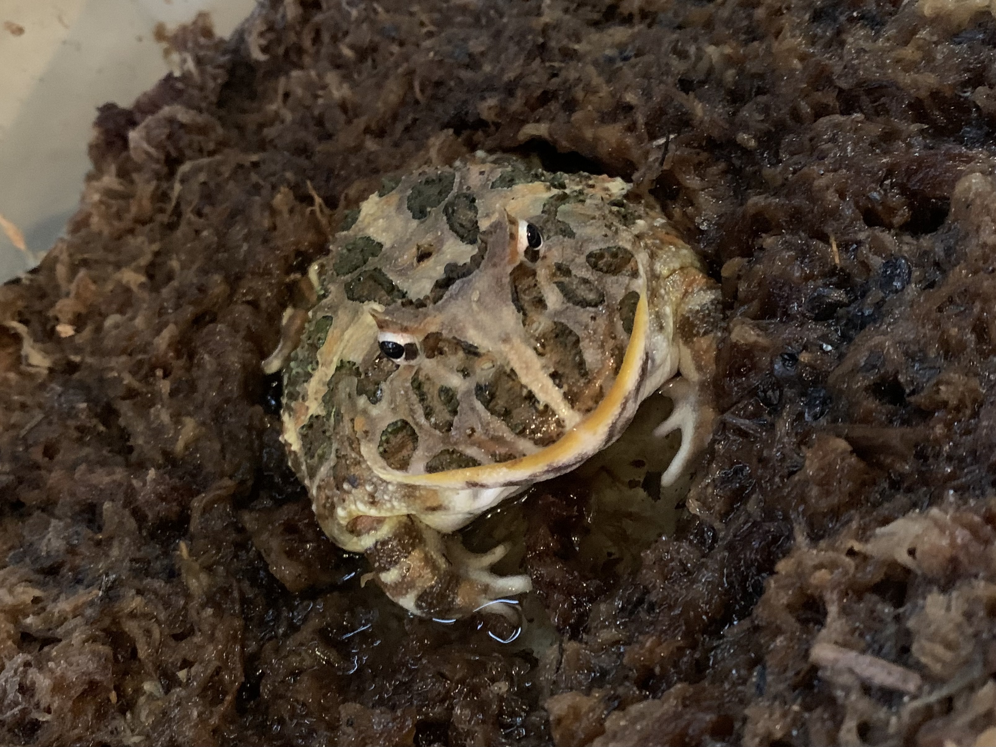 クランウェルツノガエル