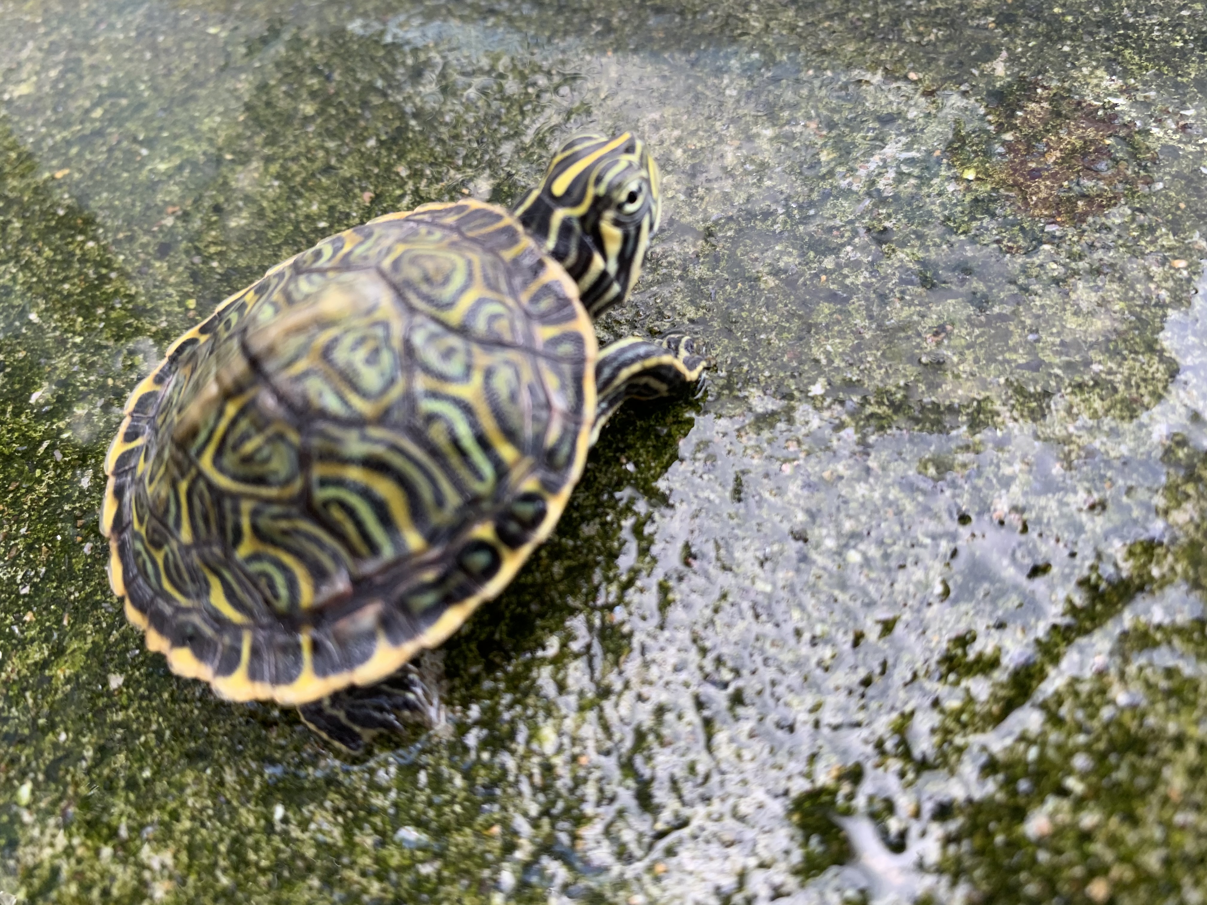ペニンシュラクーター