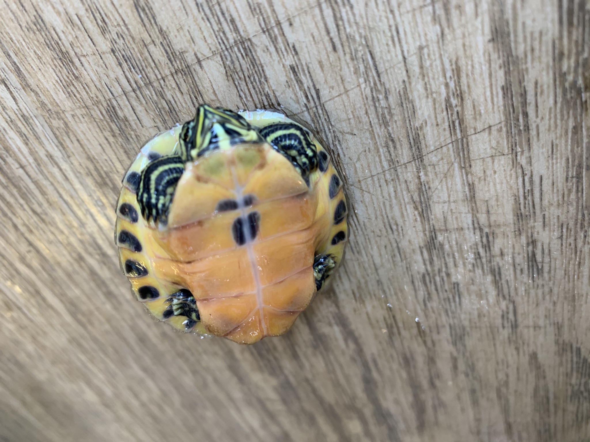 フロリダアカハラガメ  