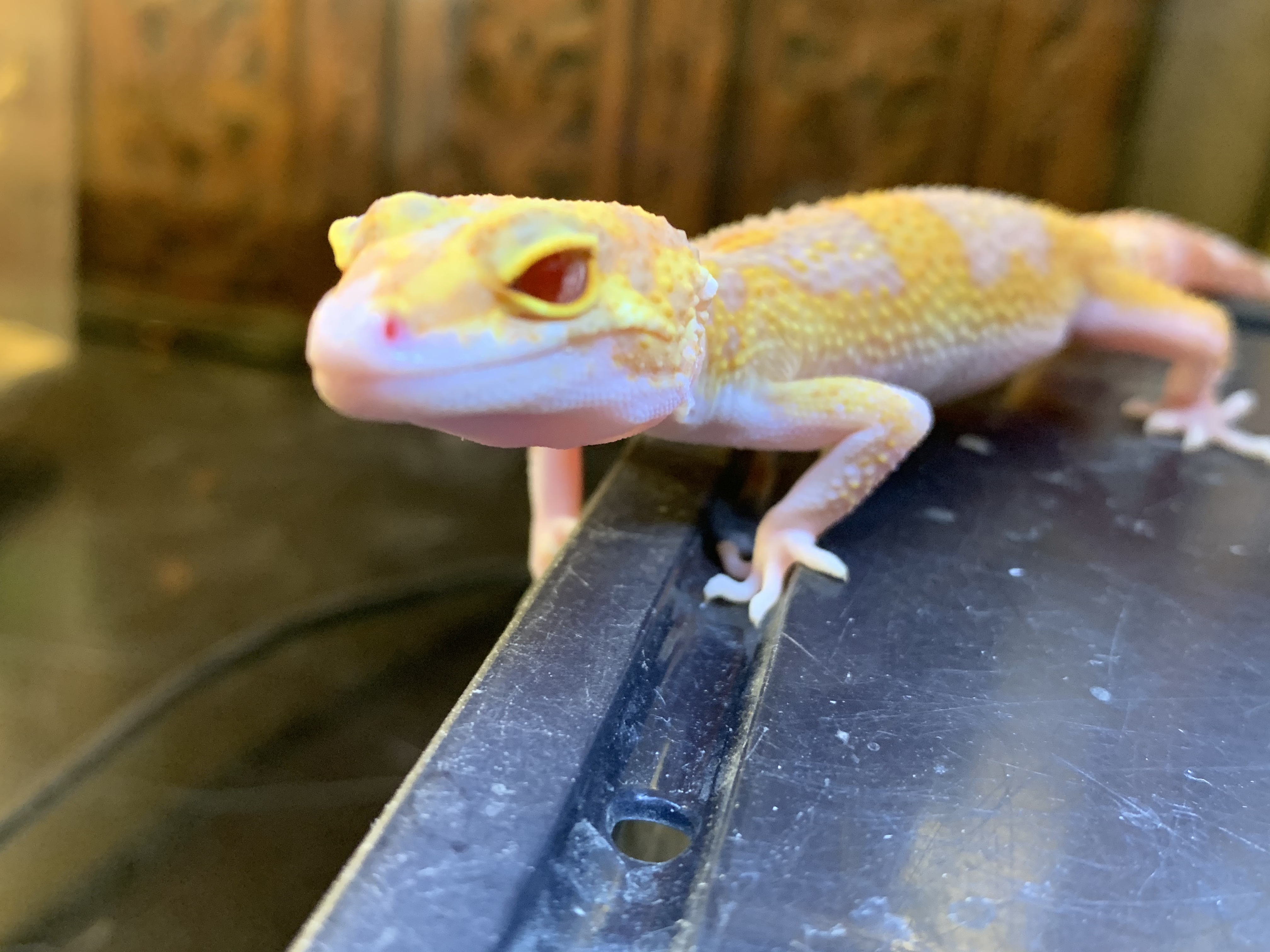 ヒョウモントカゲモドキ