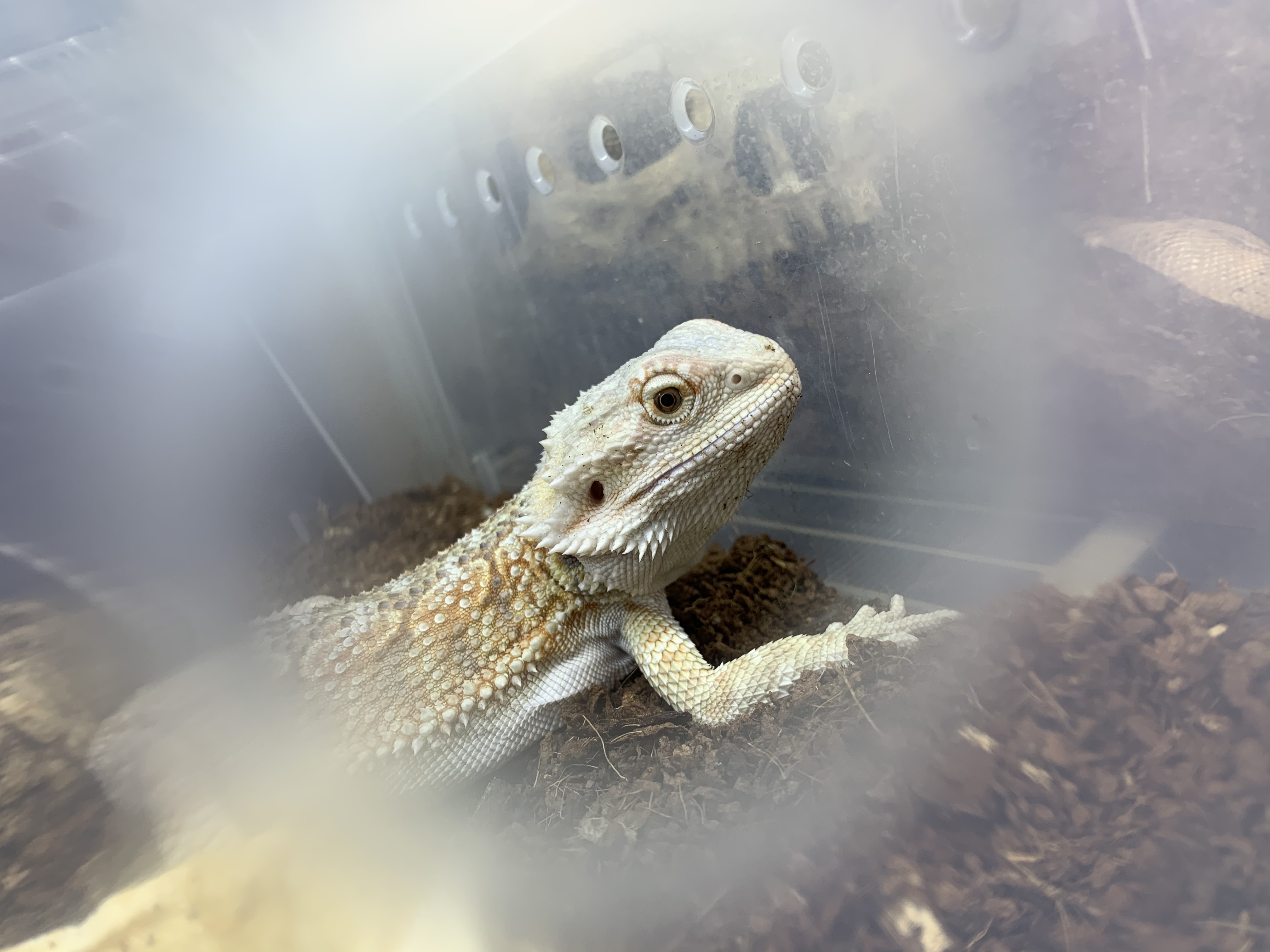 フトアゴ