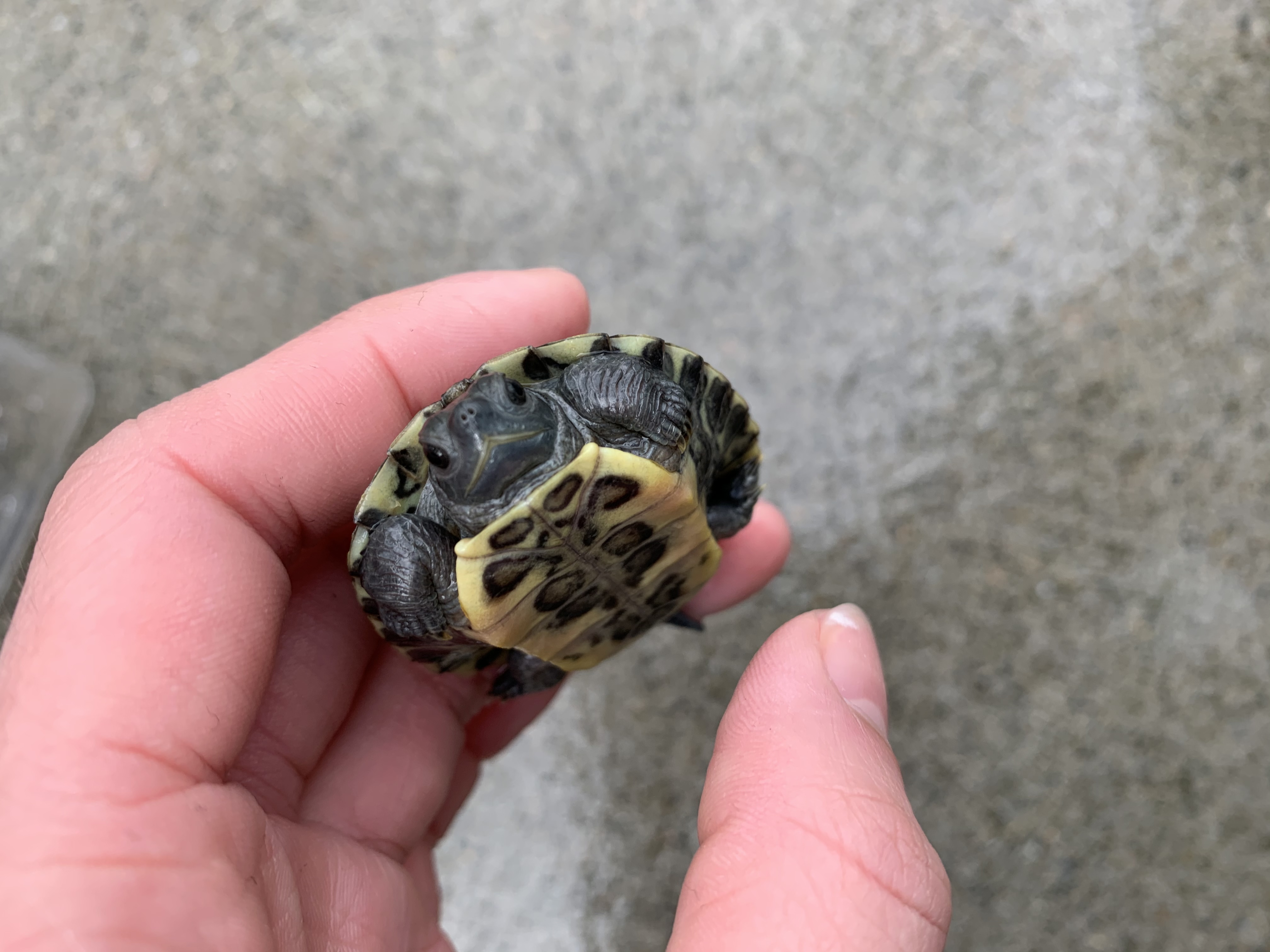 ミドリガメ