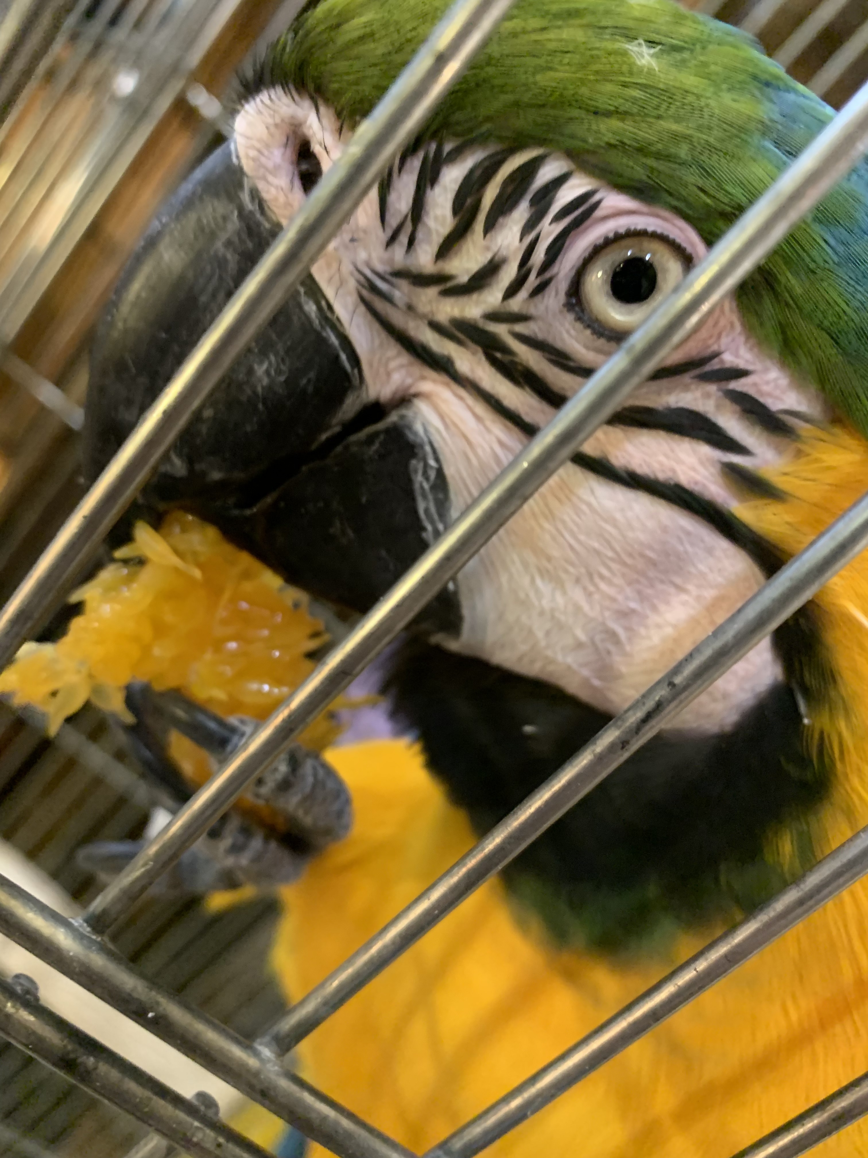 ルリコンゴウインコ