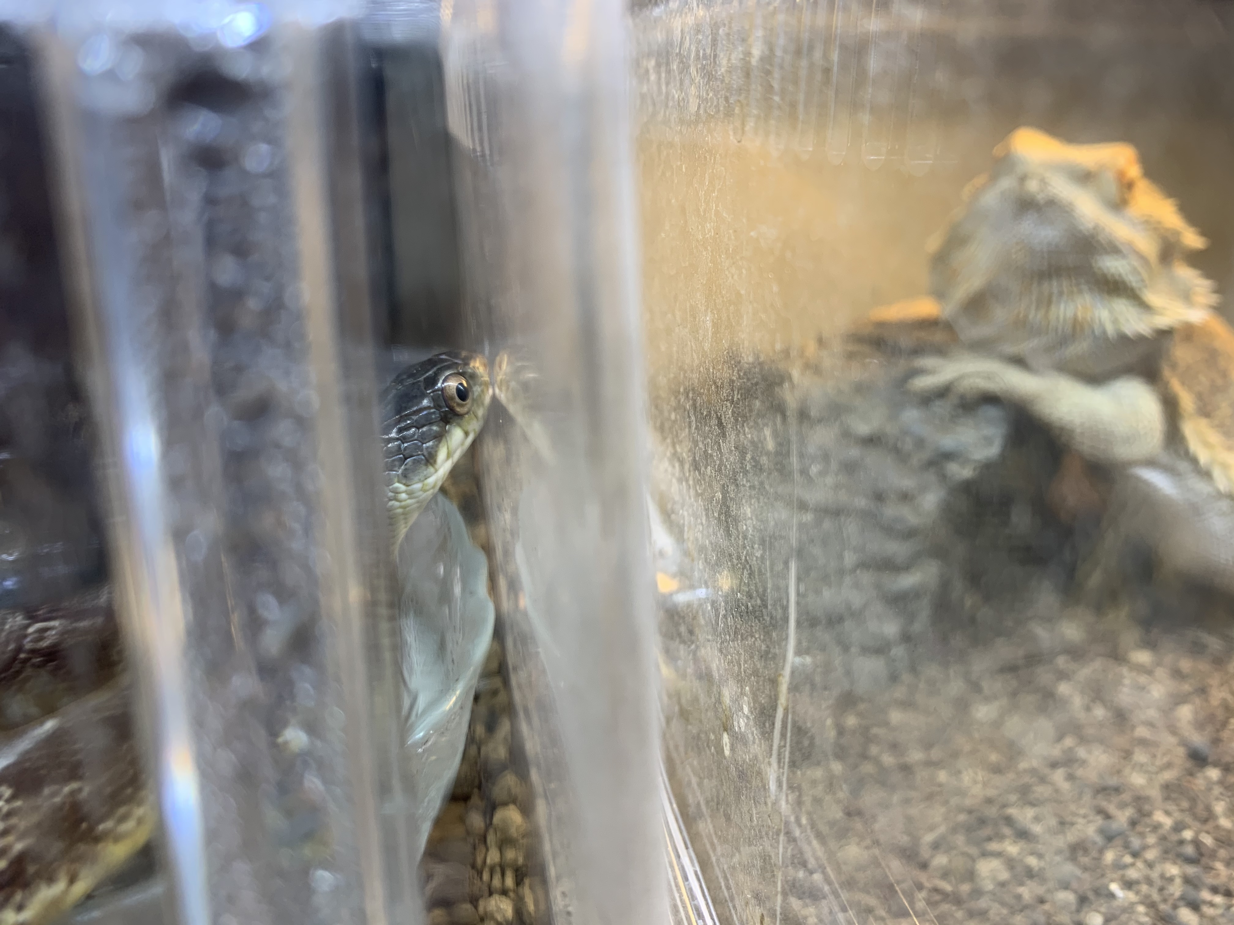 ヘビとフトアゴ