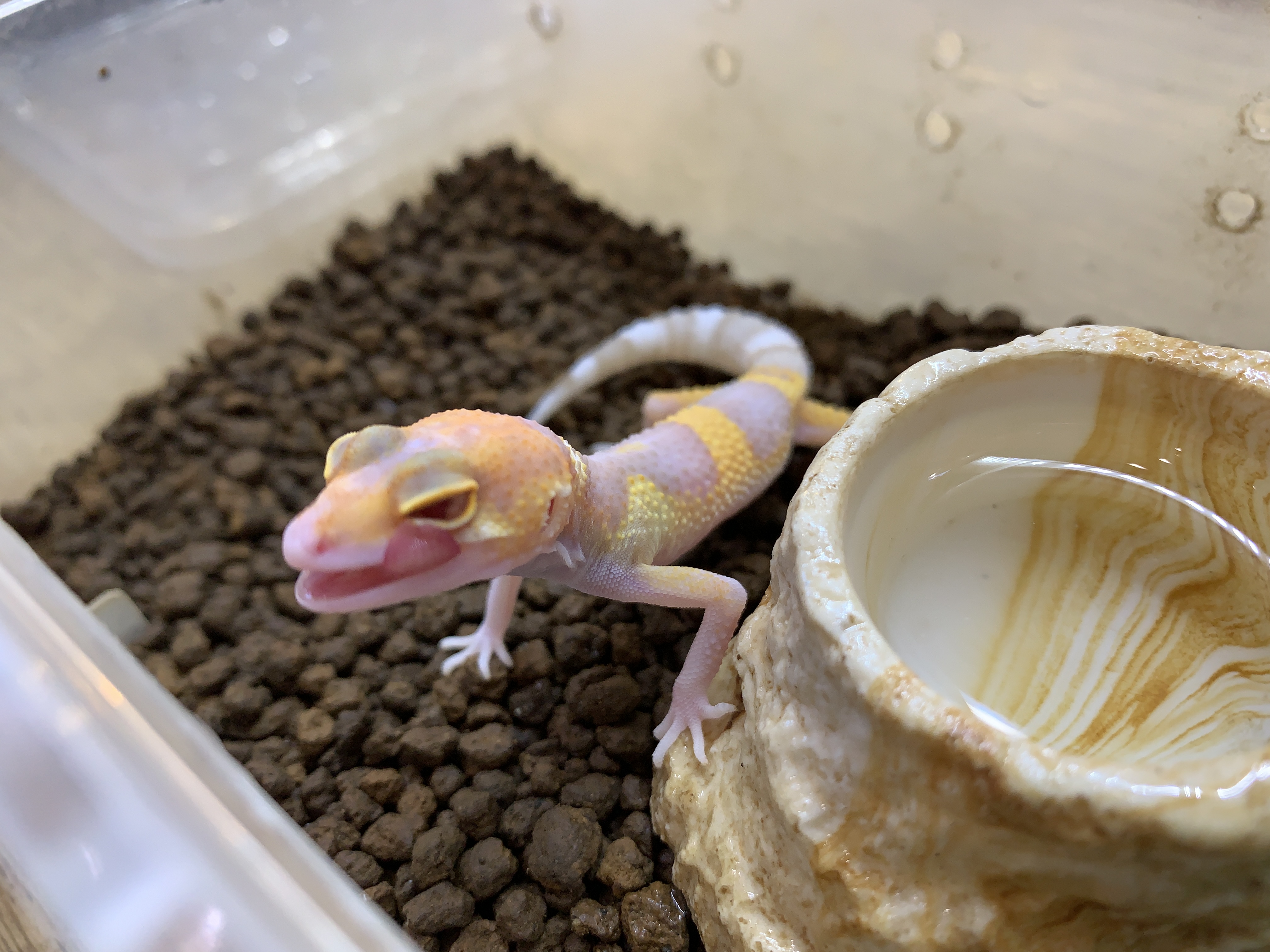 レオパ