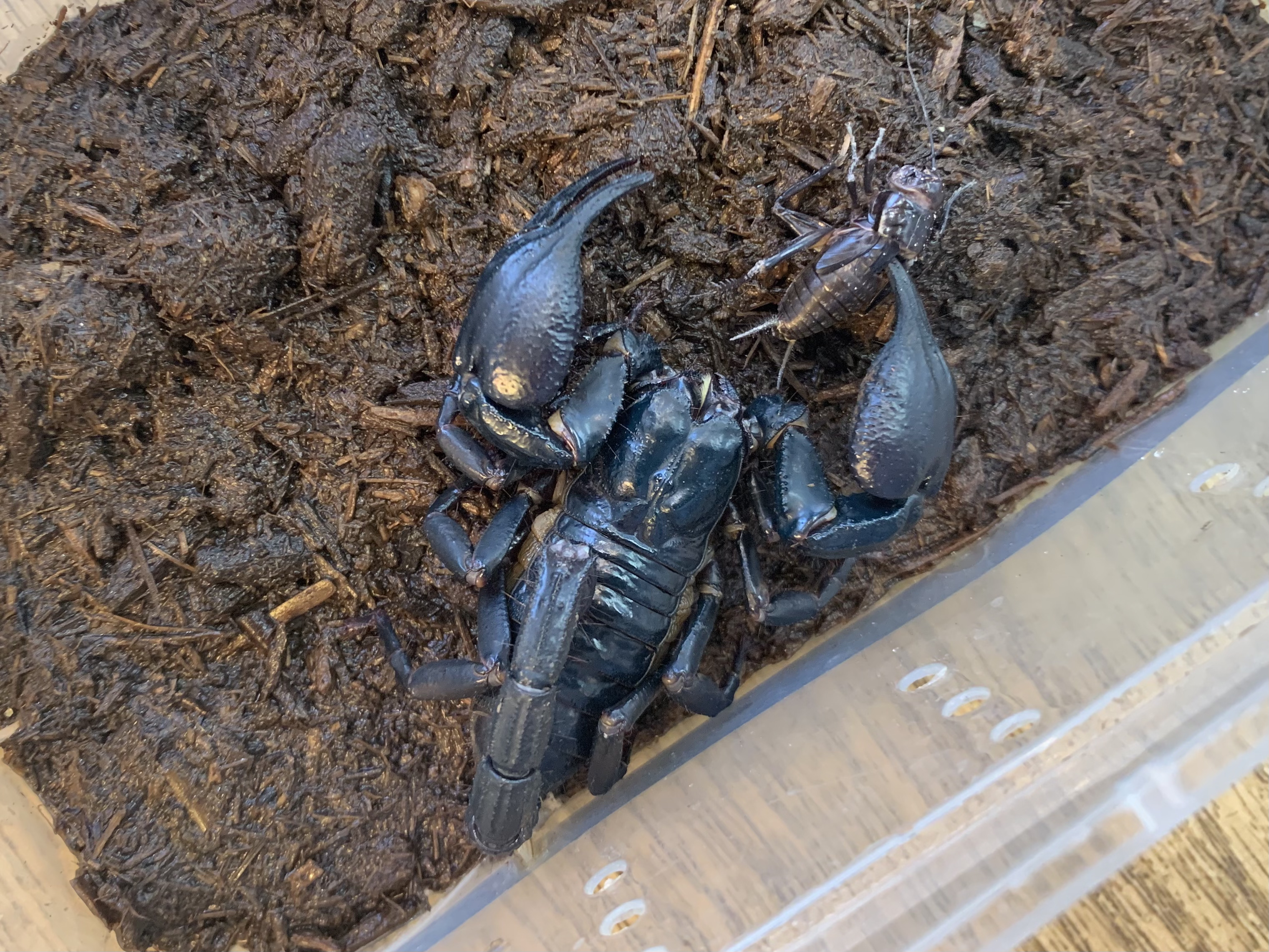 チャグロサソリ