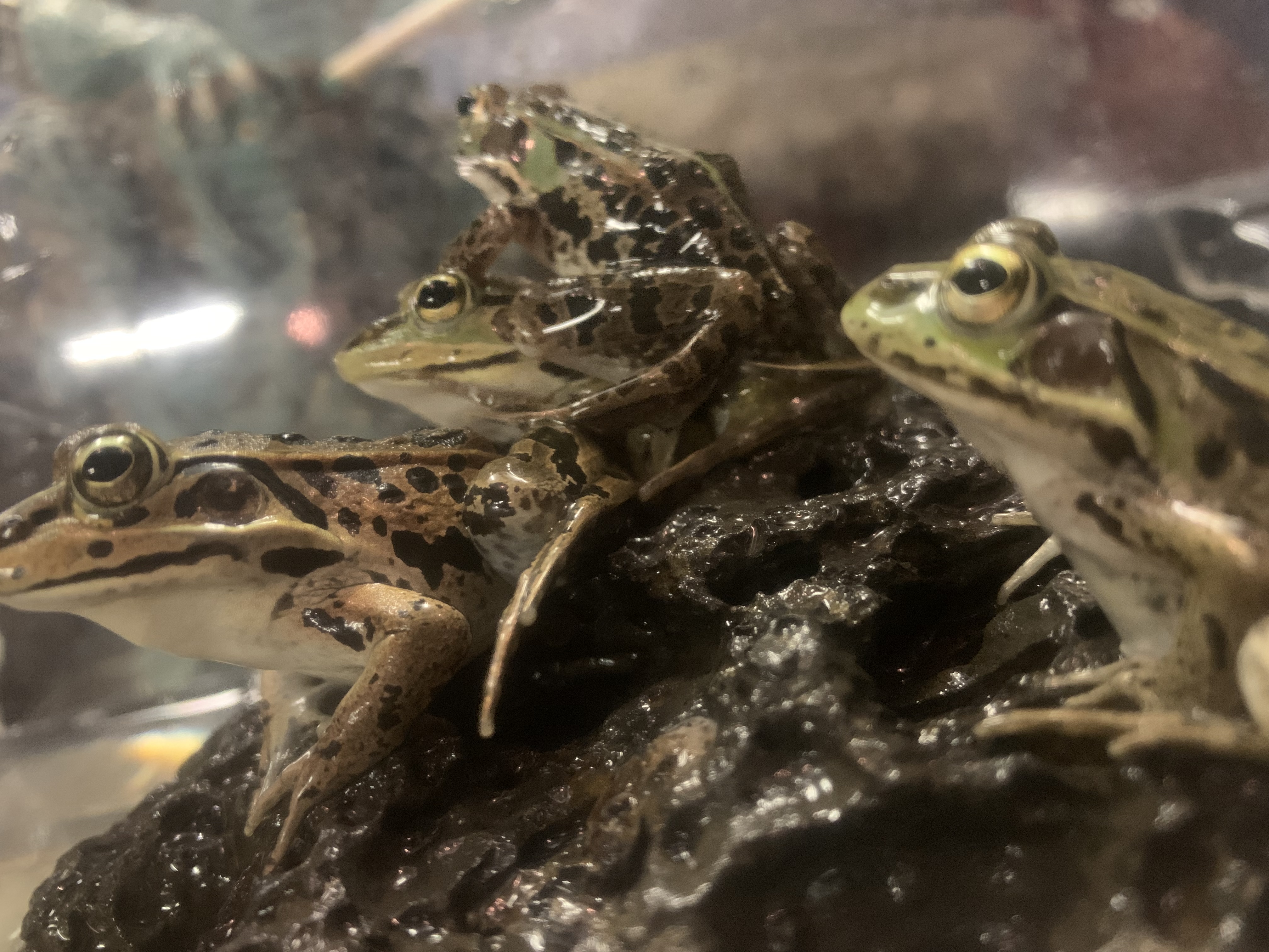 トウキョウダルマガエル