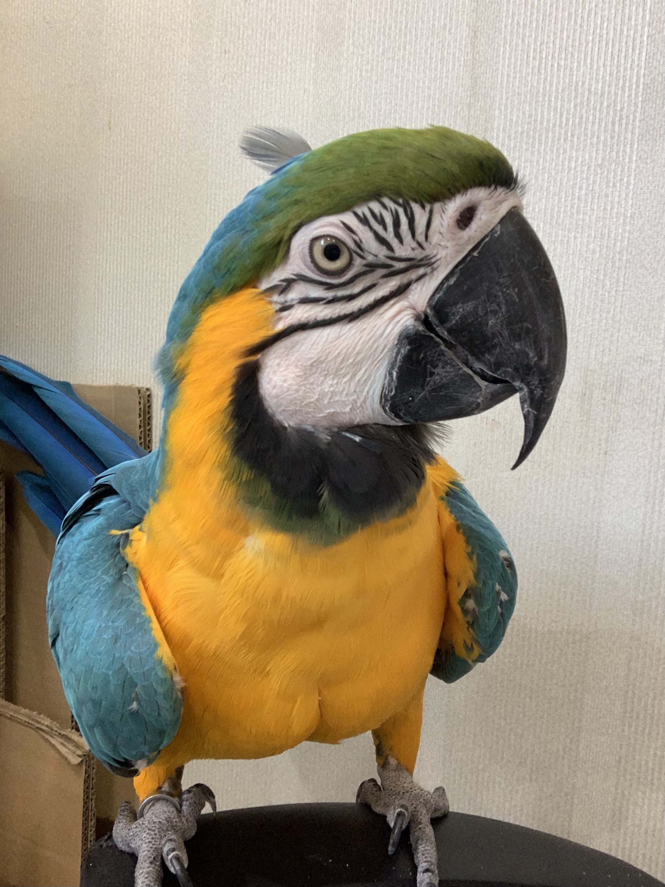 ルリコンゴウインコ