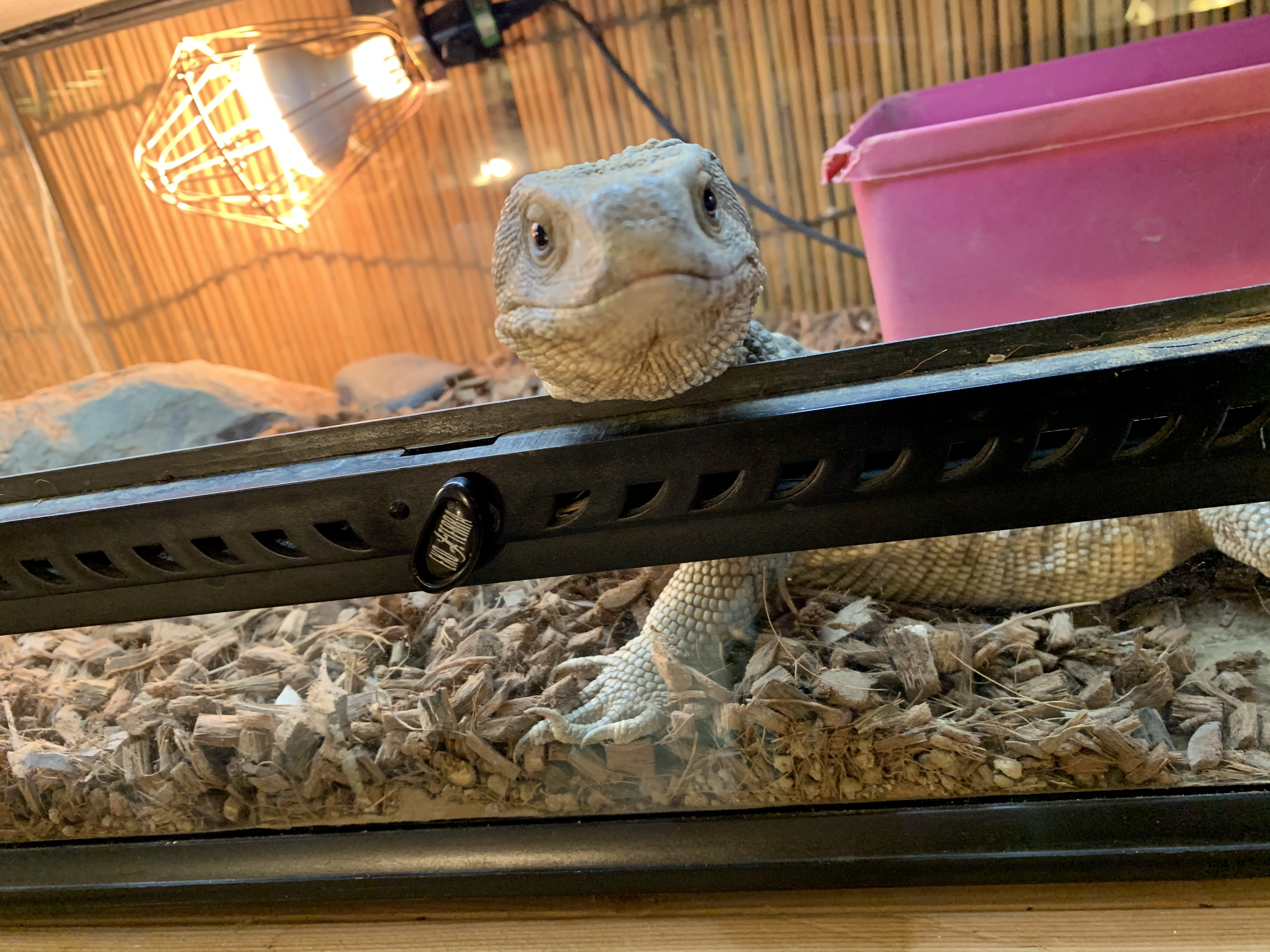 サバンナモニター