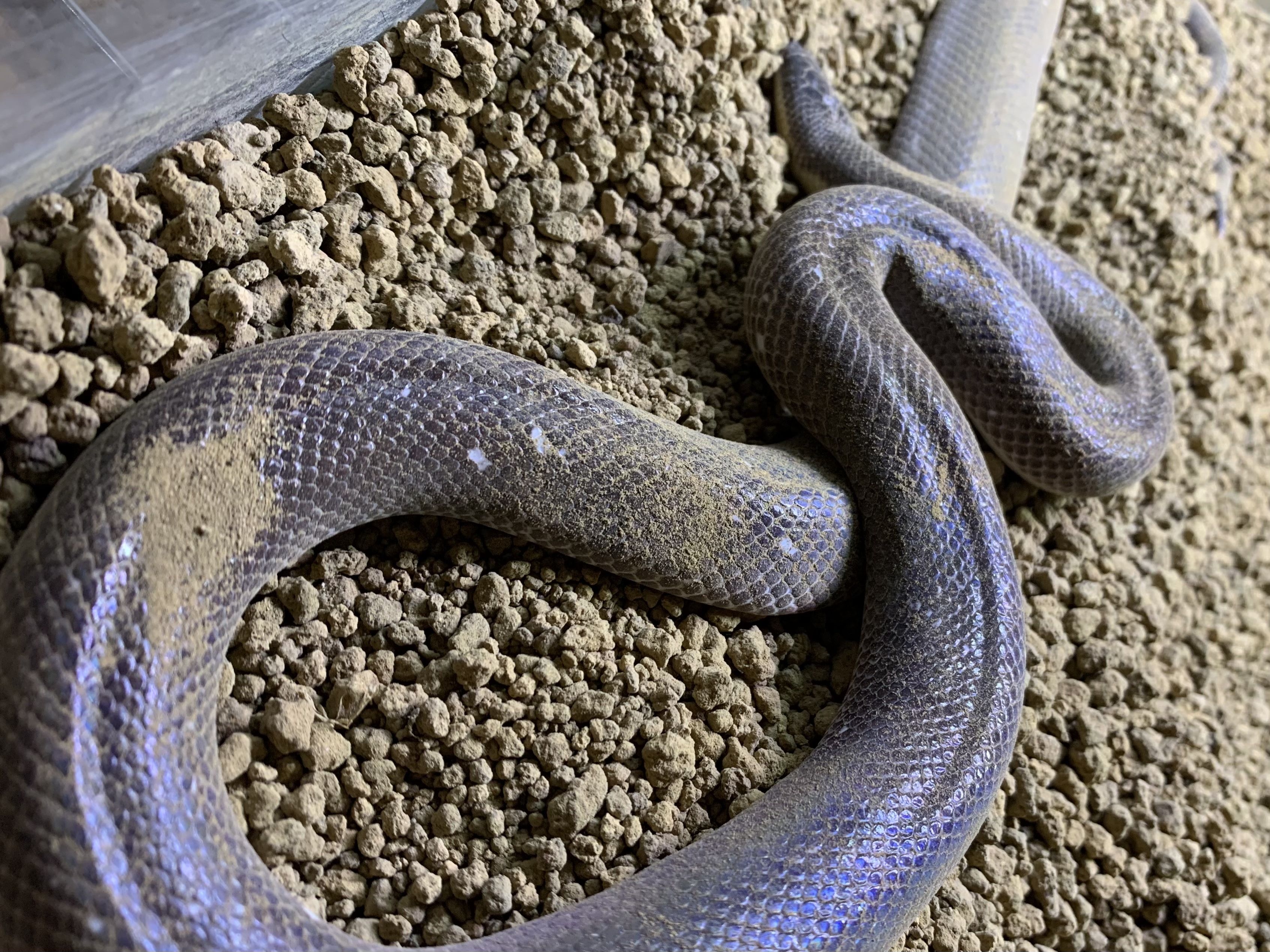 メキシコパイソン 
