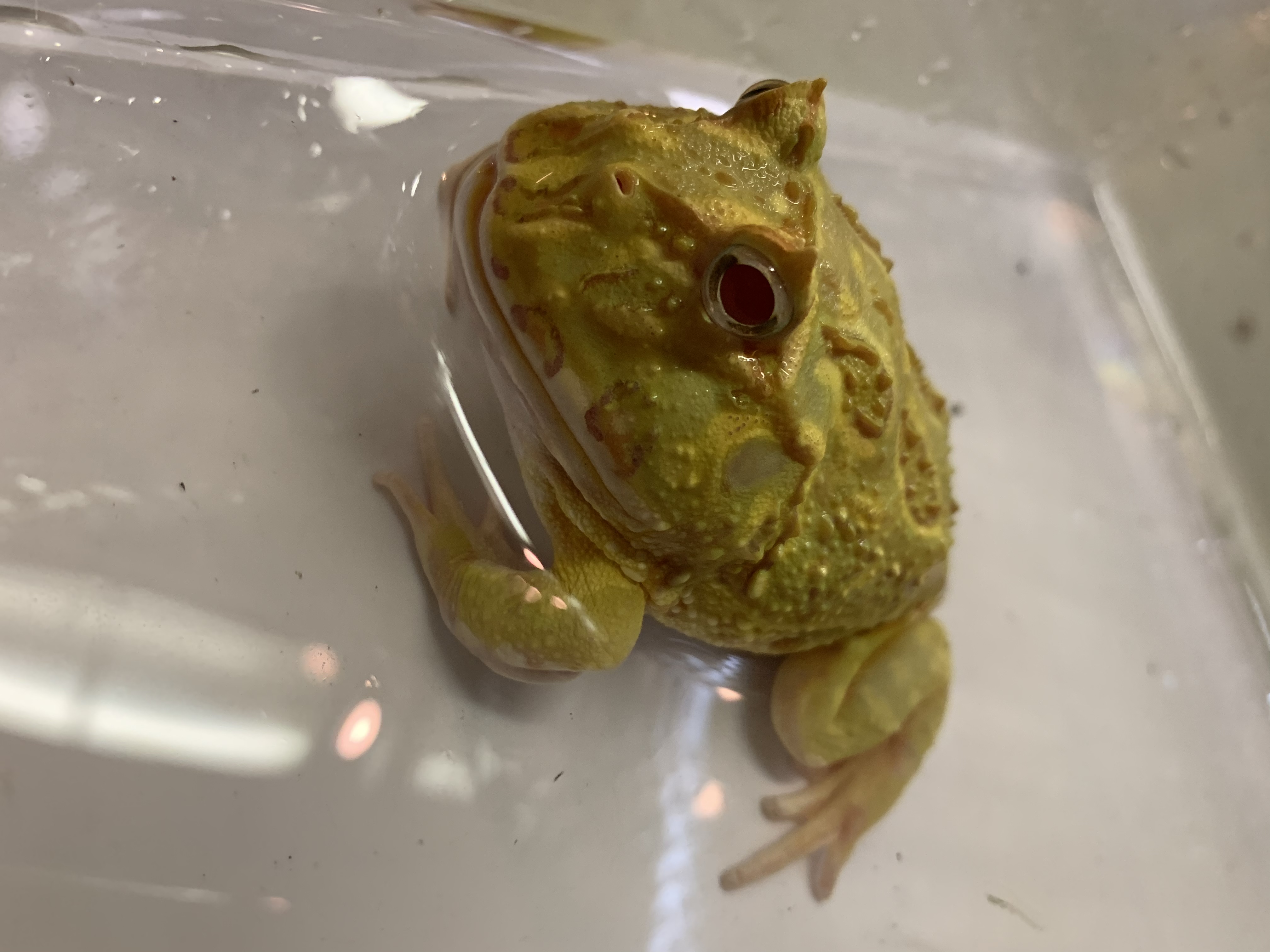 クランウェルツノガエル
