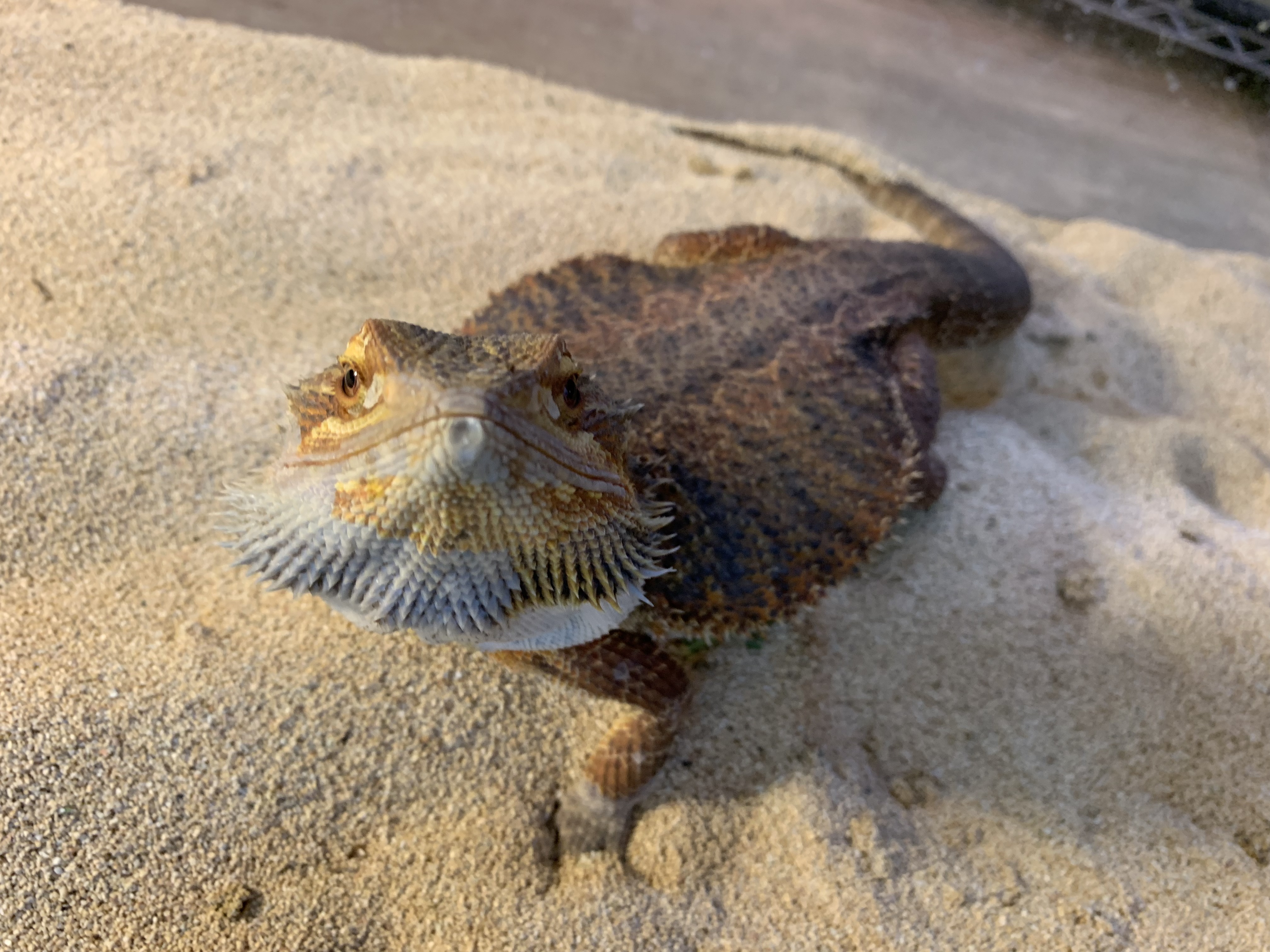 フトアゴヒゲトカゲ