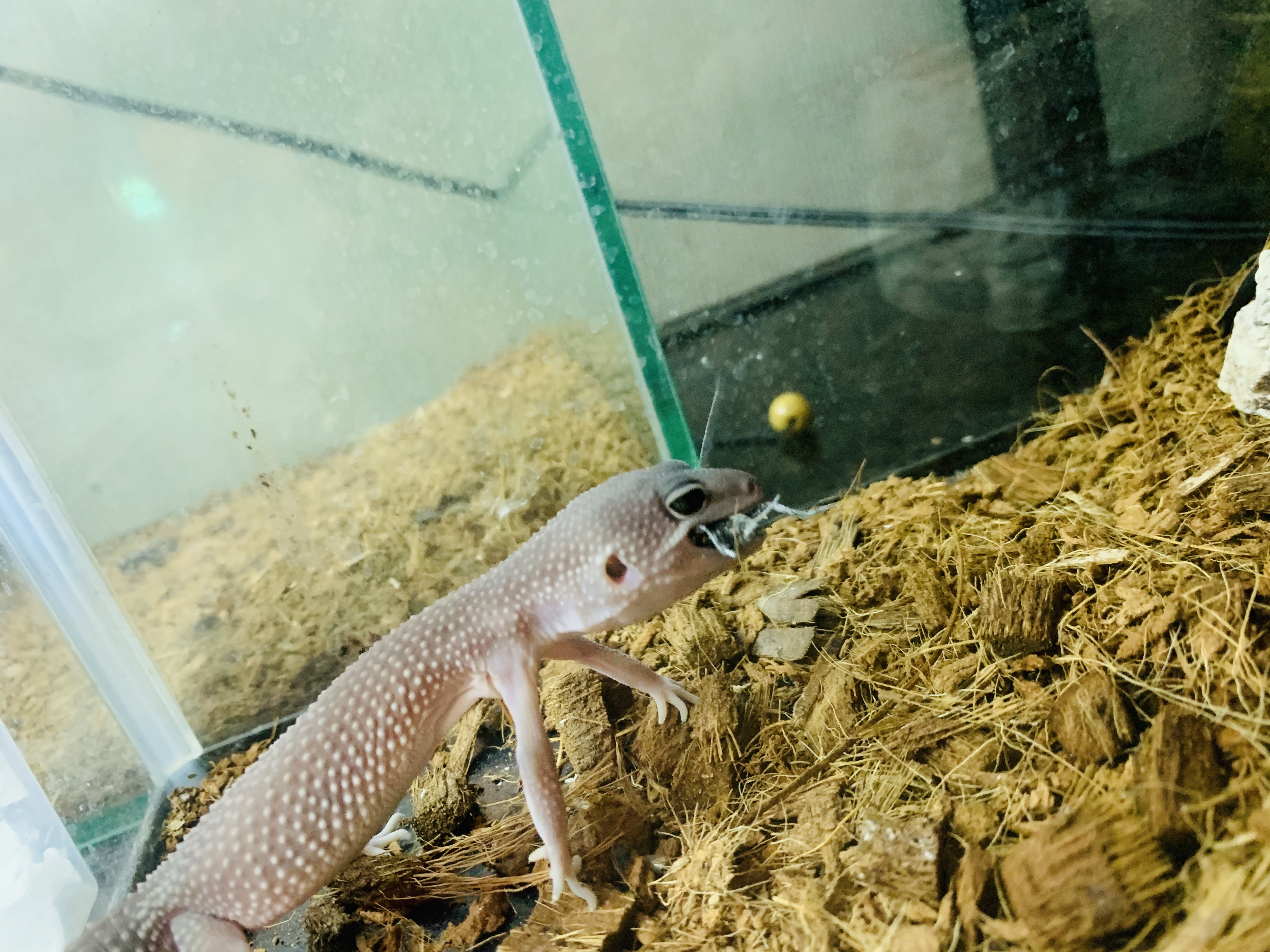 ヒョウモントカゲモドキ
