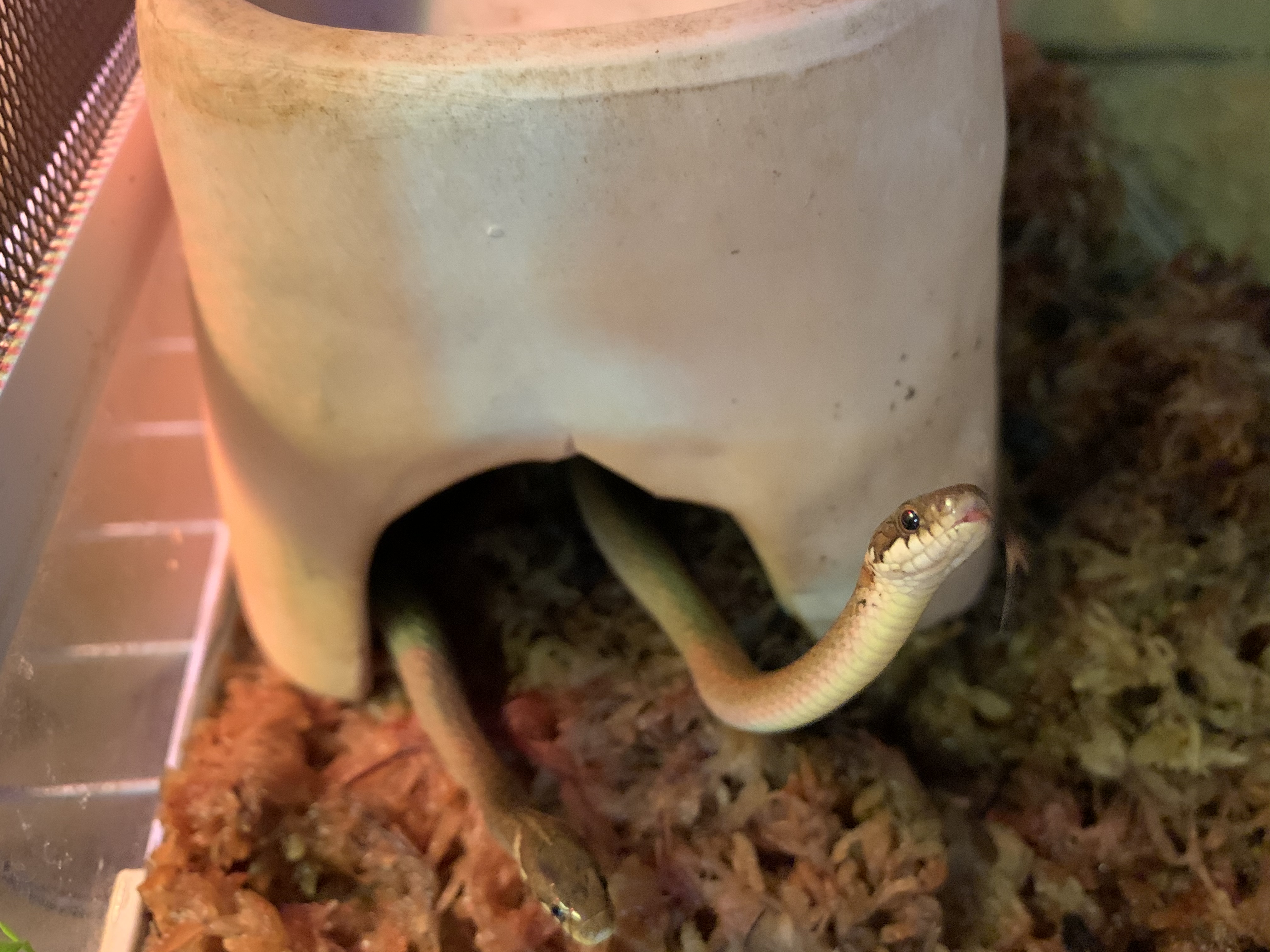 ヒバカリ