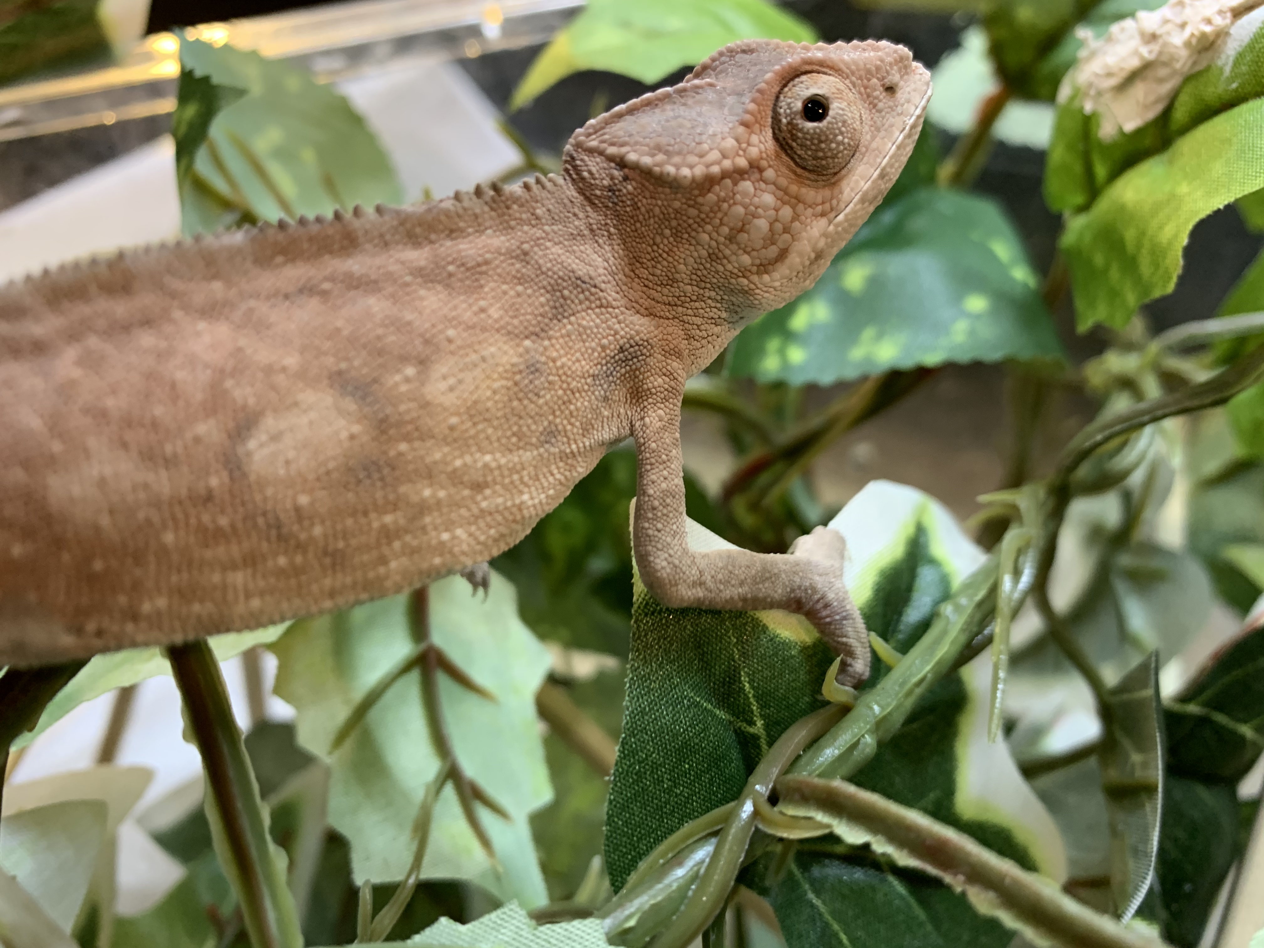 パンサーカメレオン 
