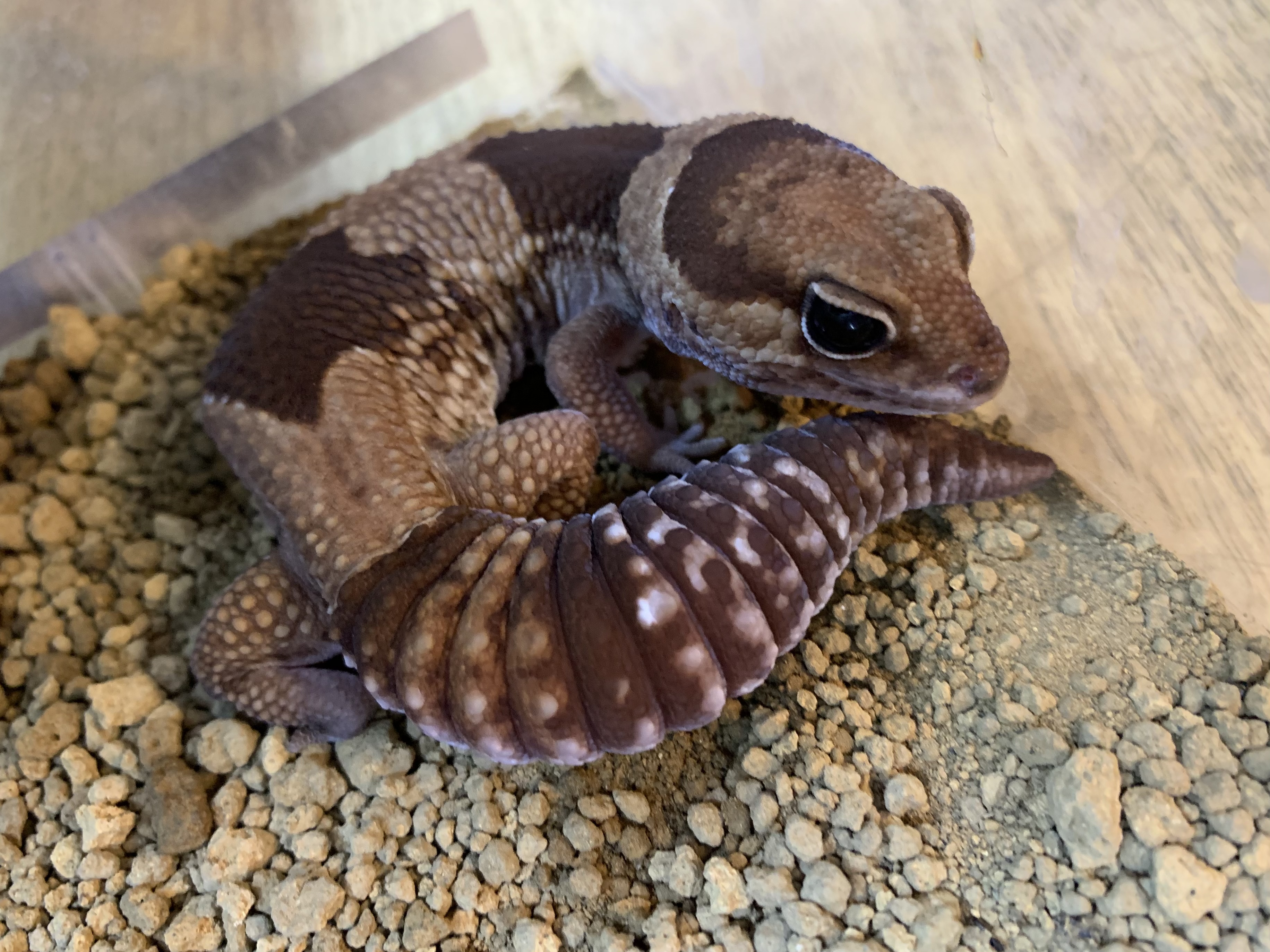 ニシアフリカトカゲモドキ