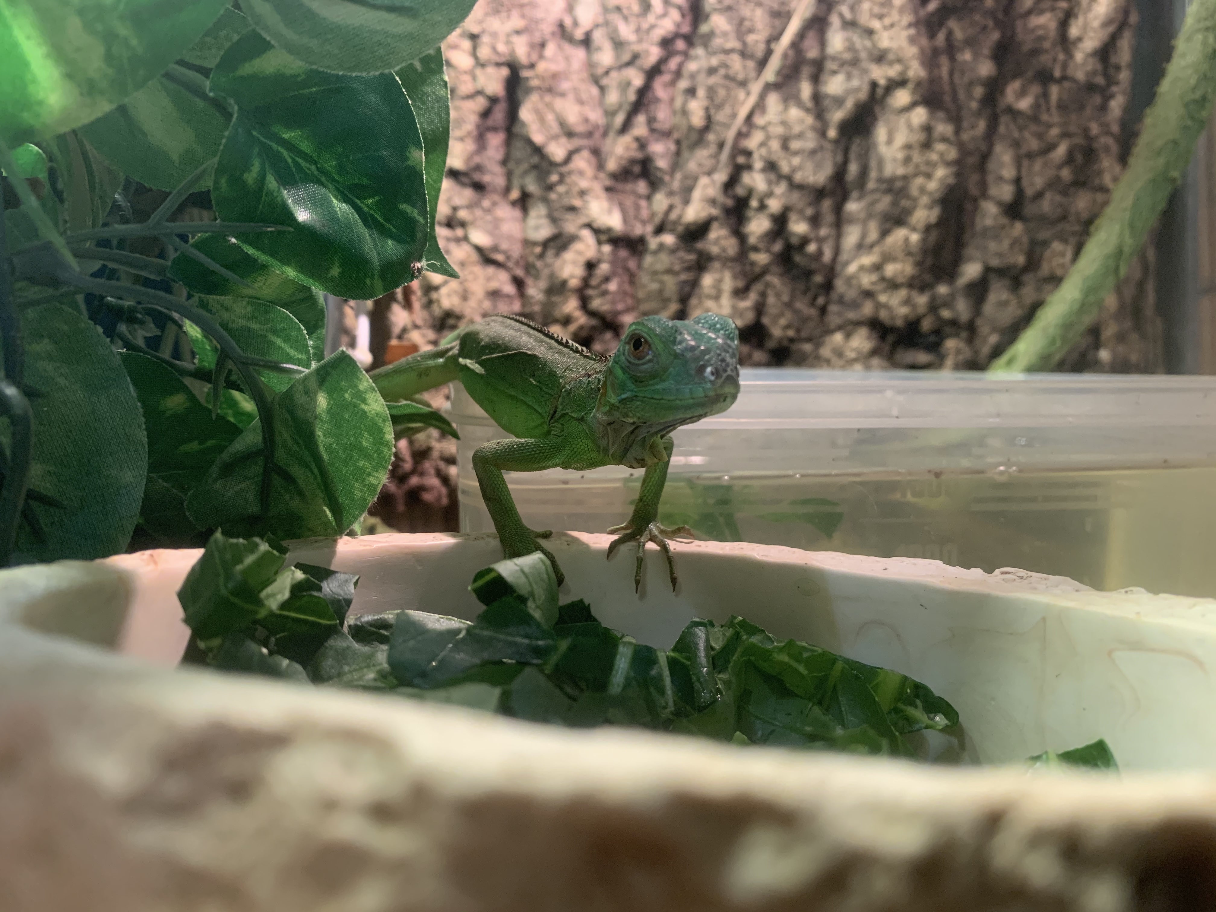 イグアナ🦖