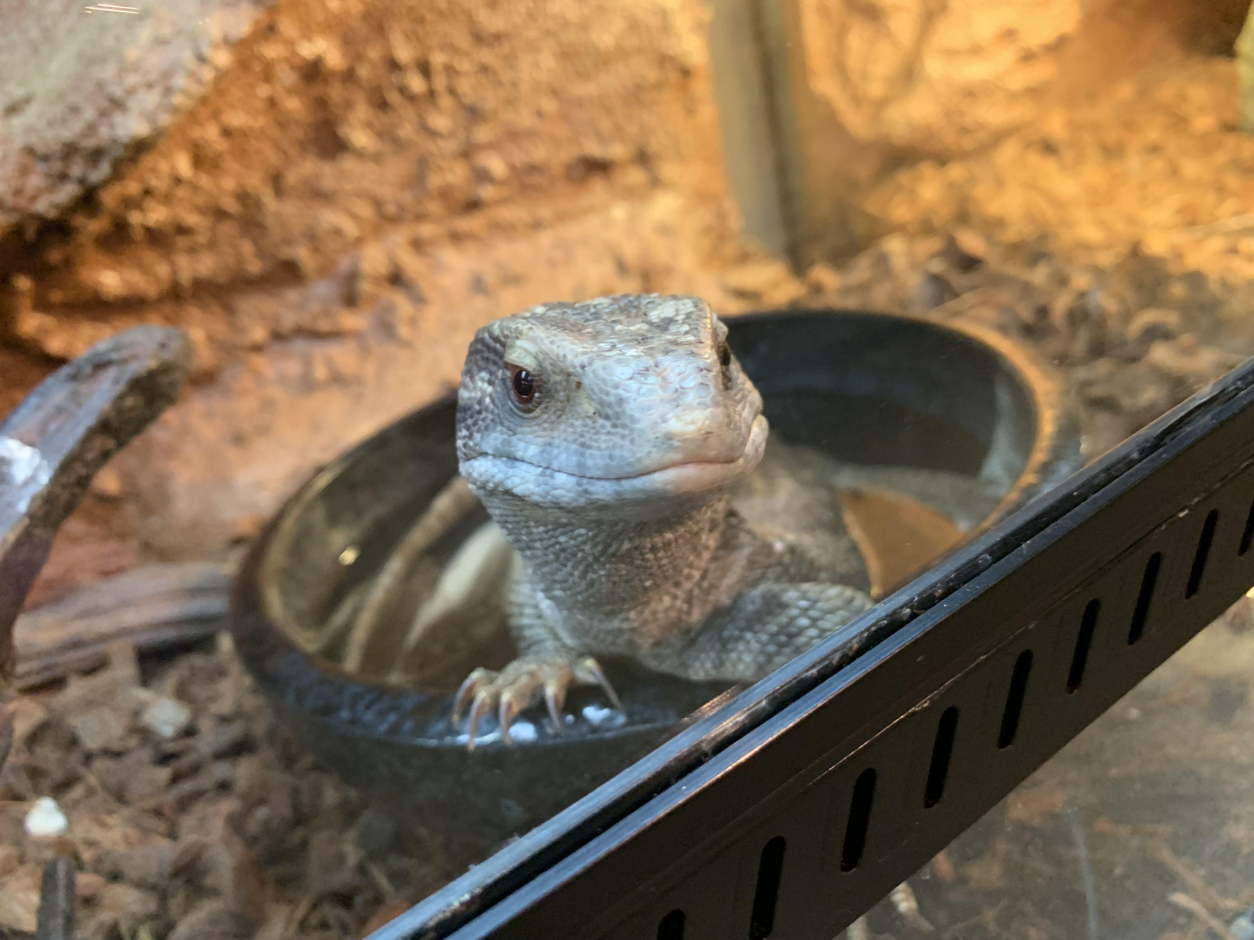 サバンナモニター