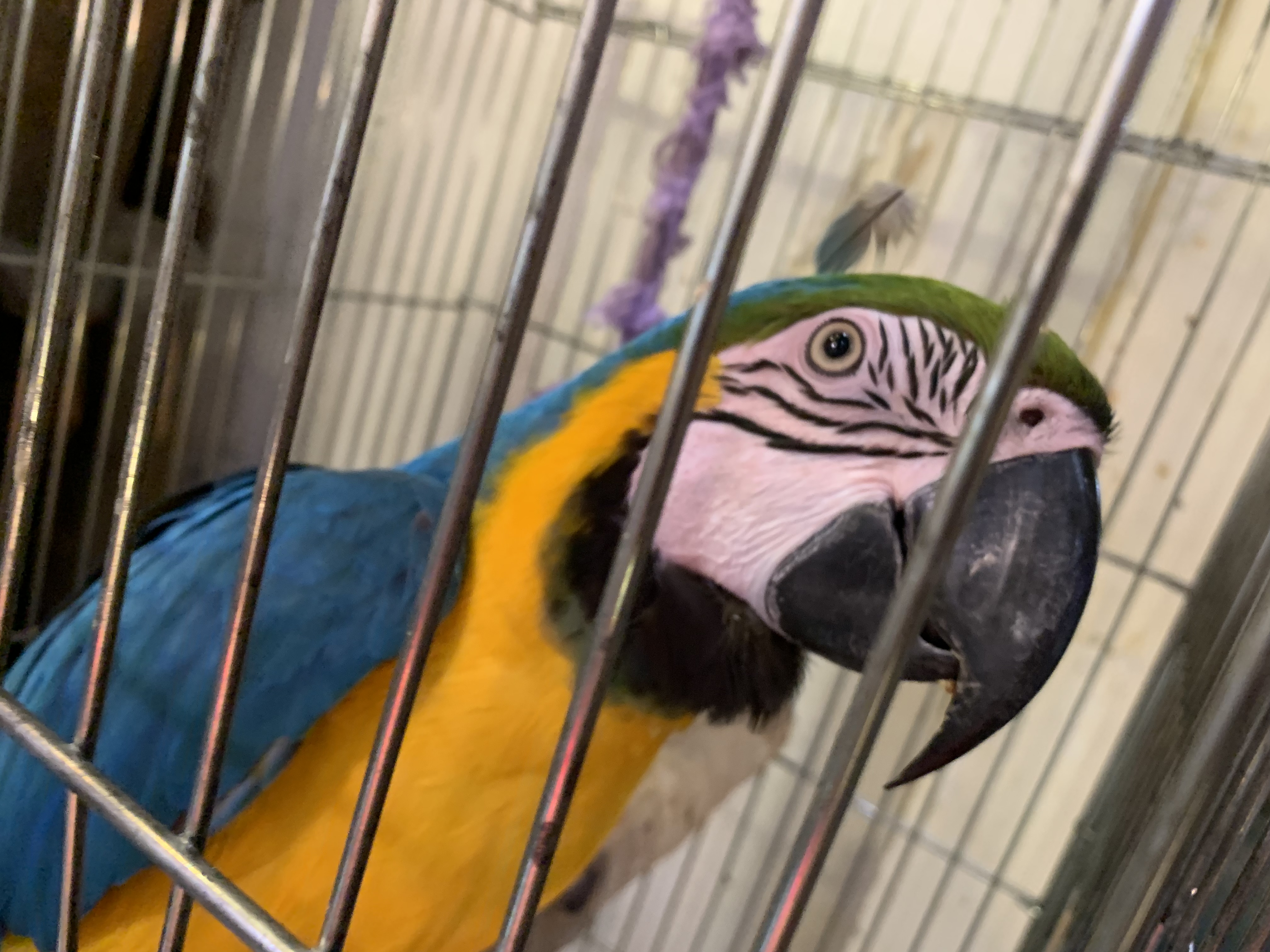 ルリコンゴウインコ