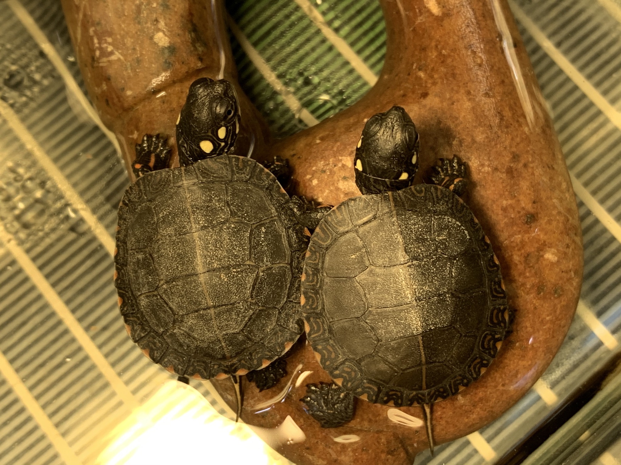 トウブニシキガメ