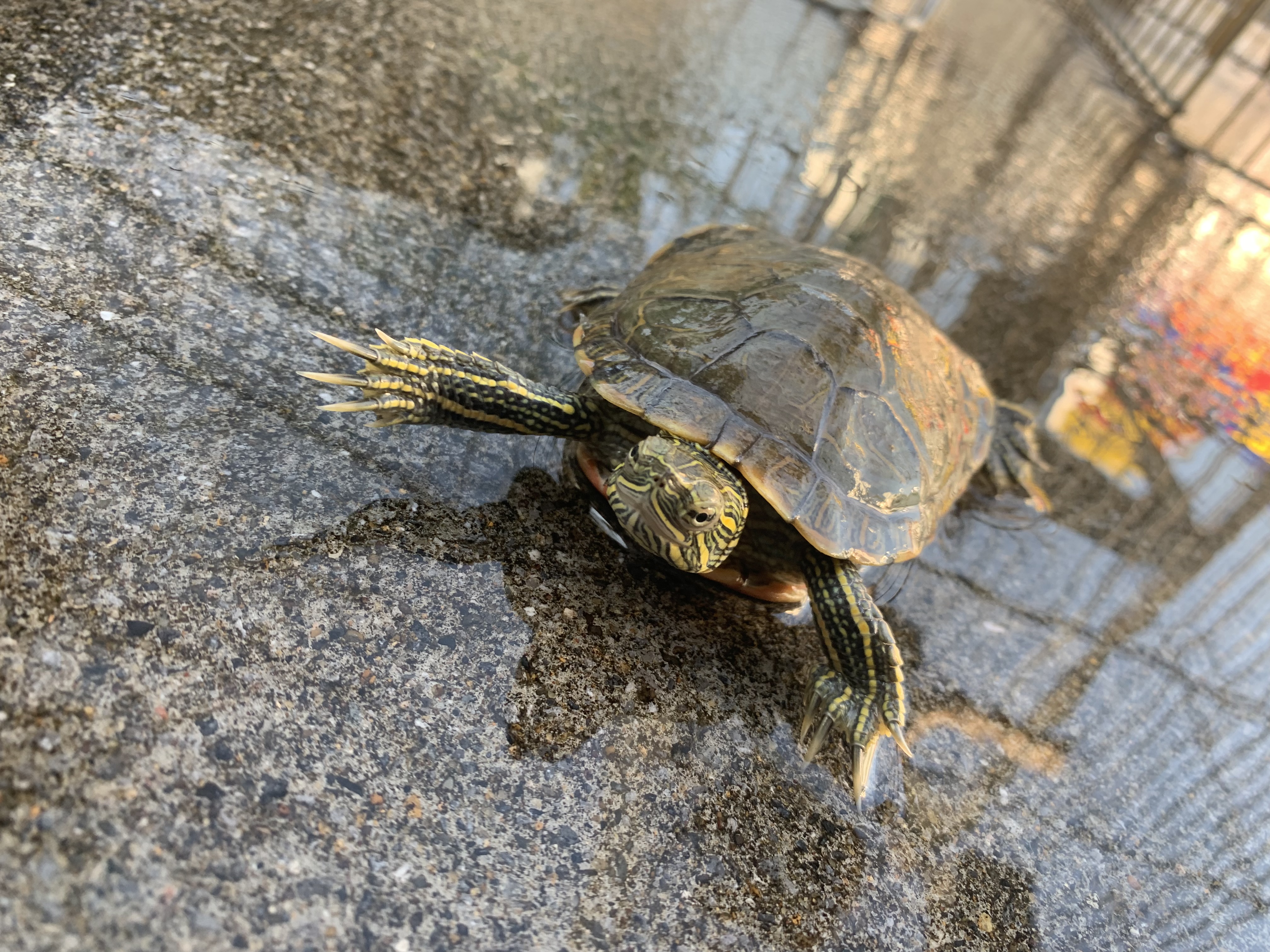 セイブニシキガメ