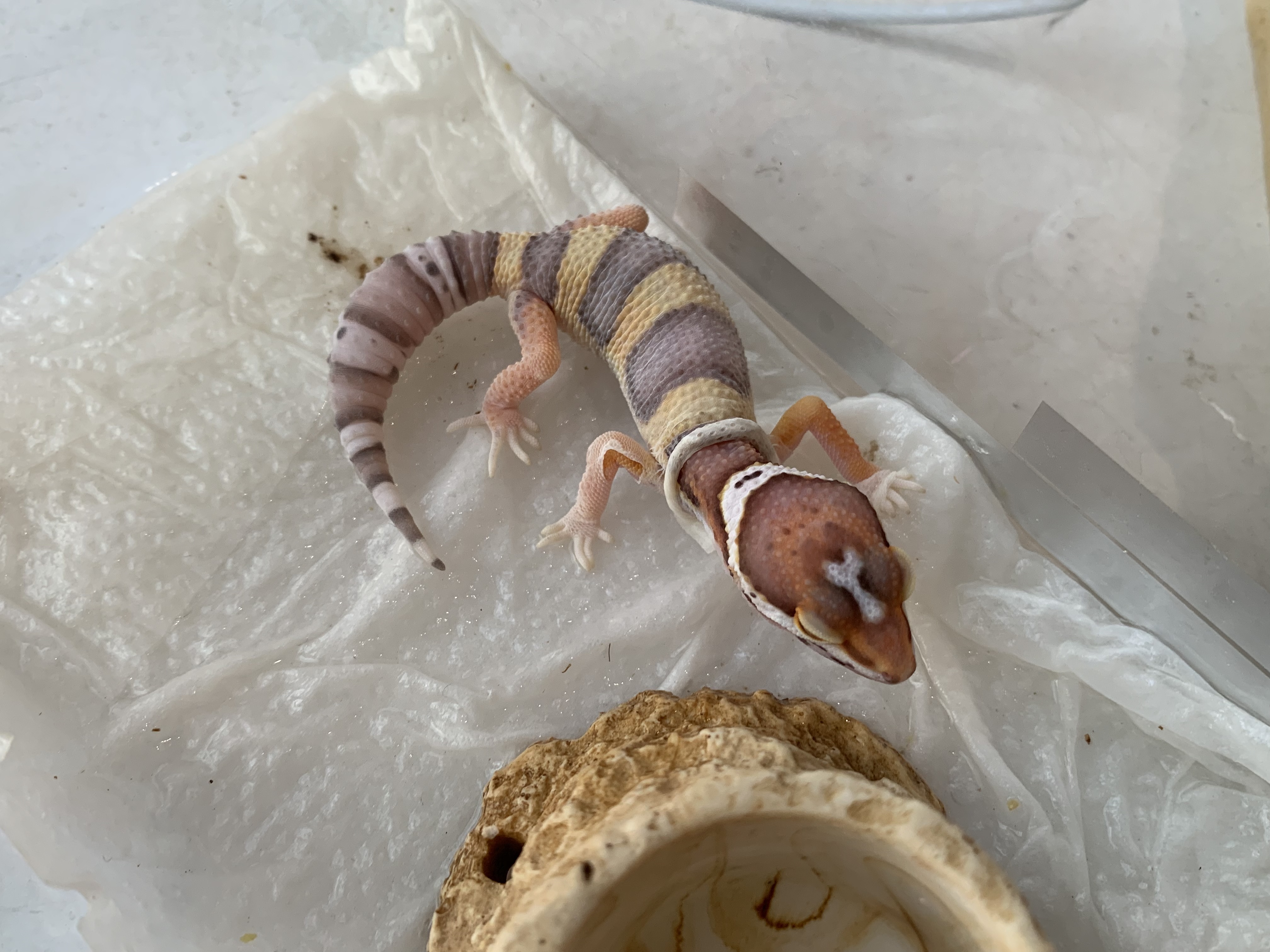 ヒョウモントカゲモドキ