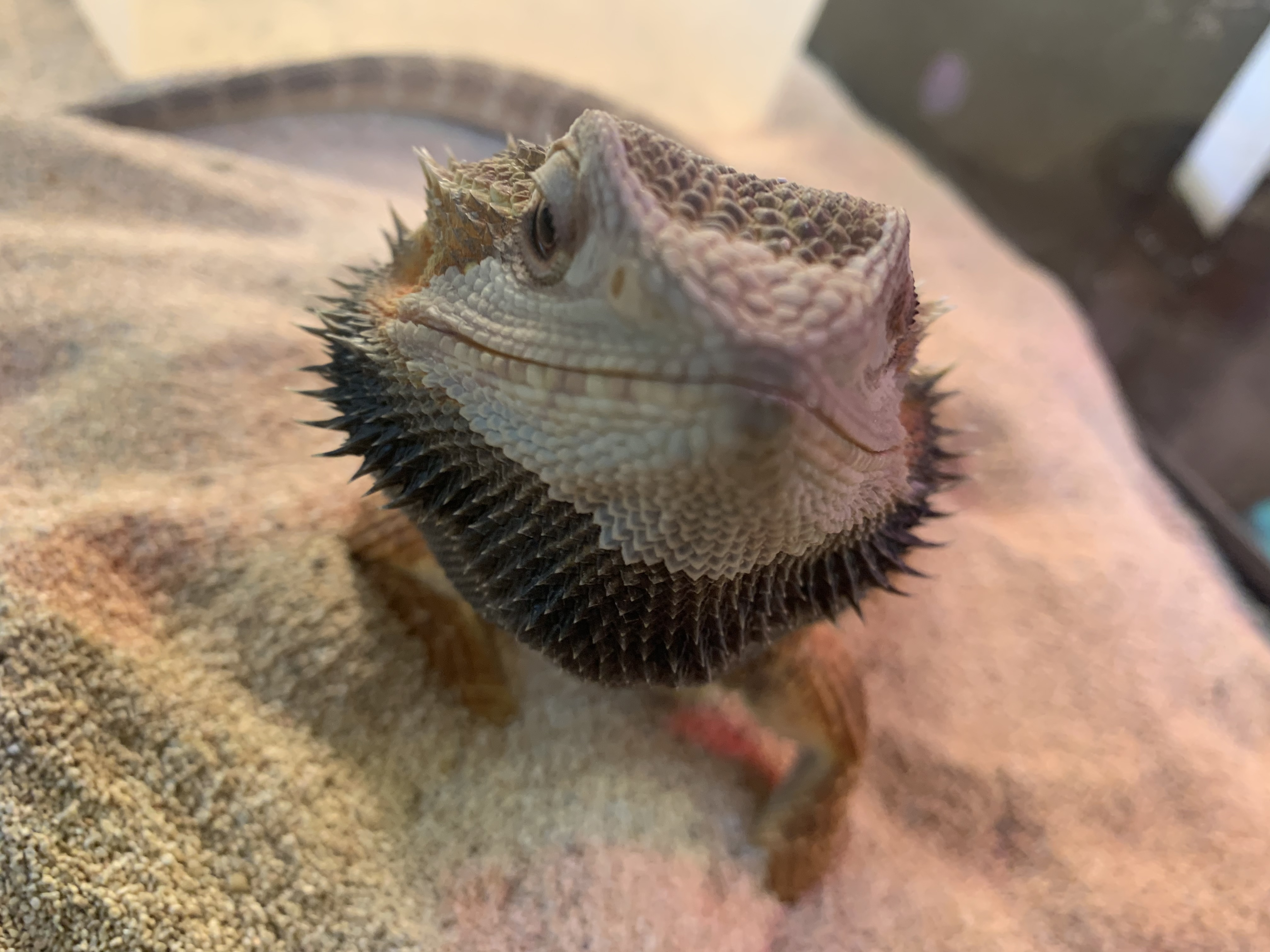 フトアゴ