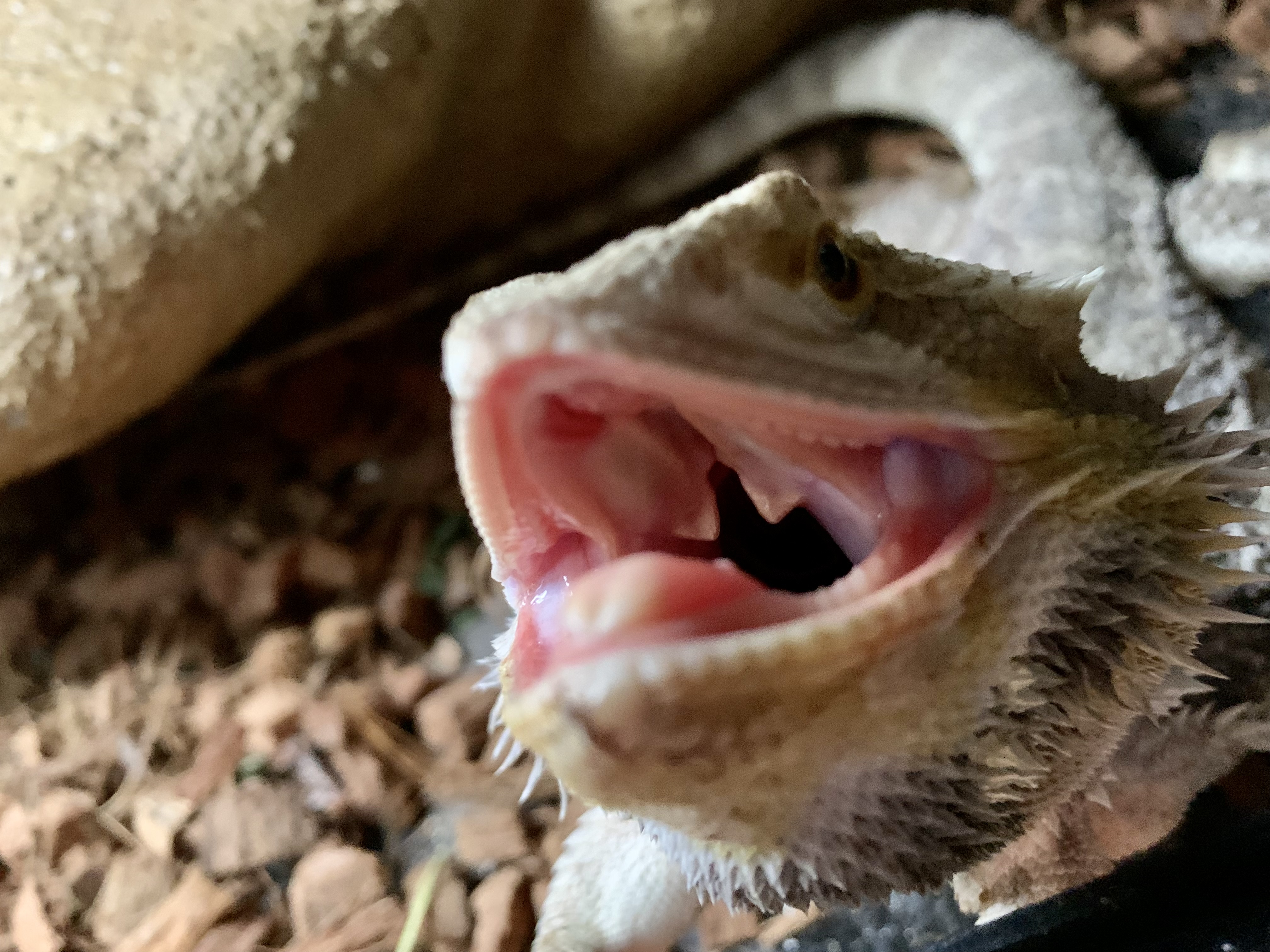 フトアゴヒゲトカゲ