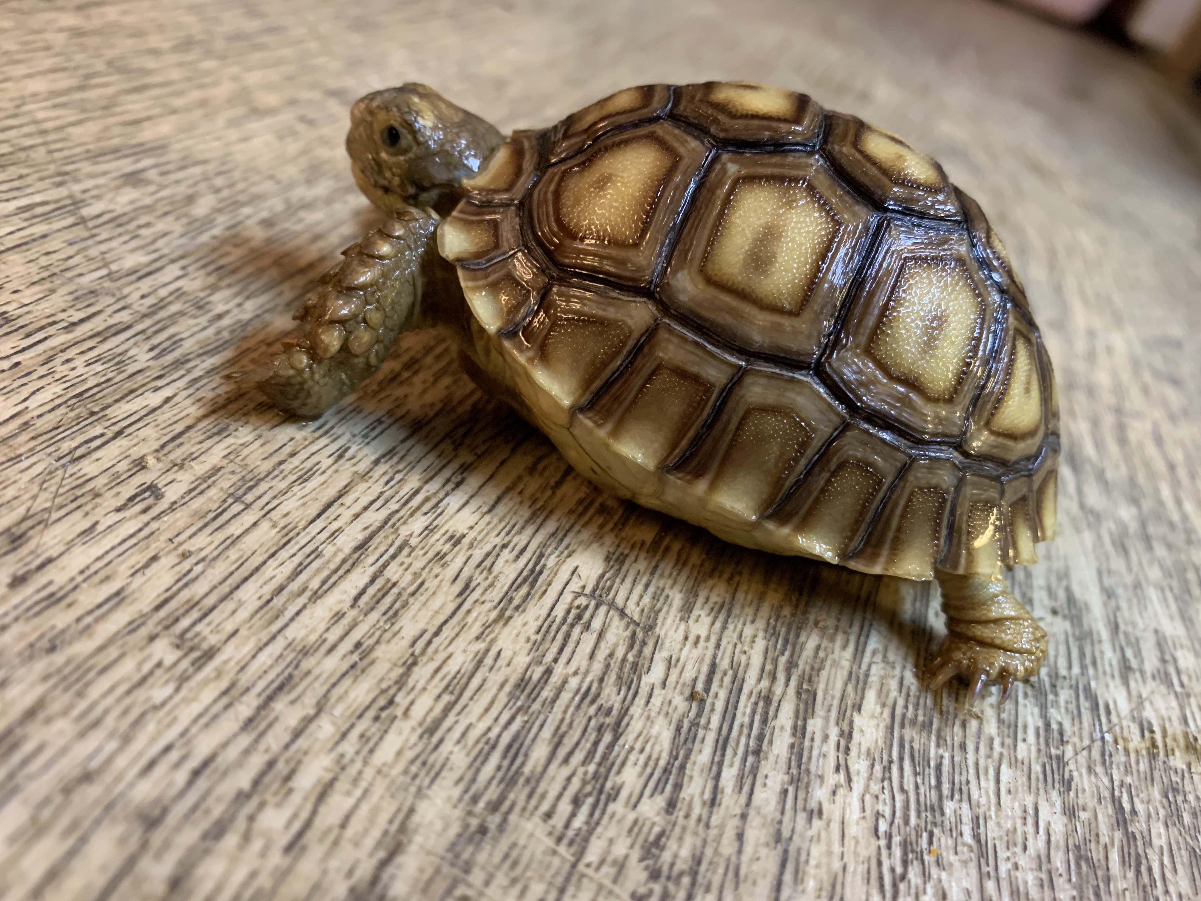 ケヅメリクガメ