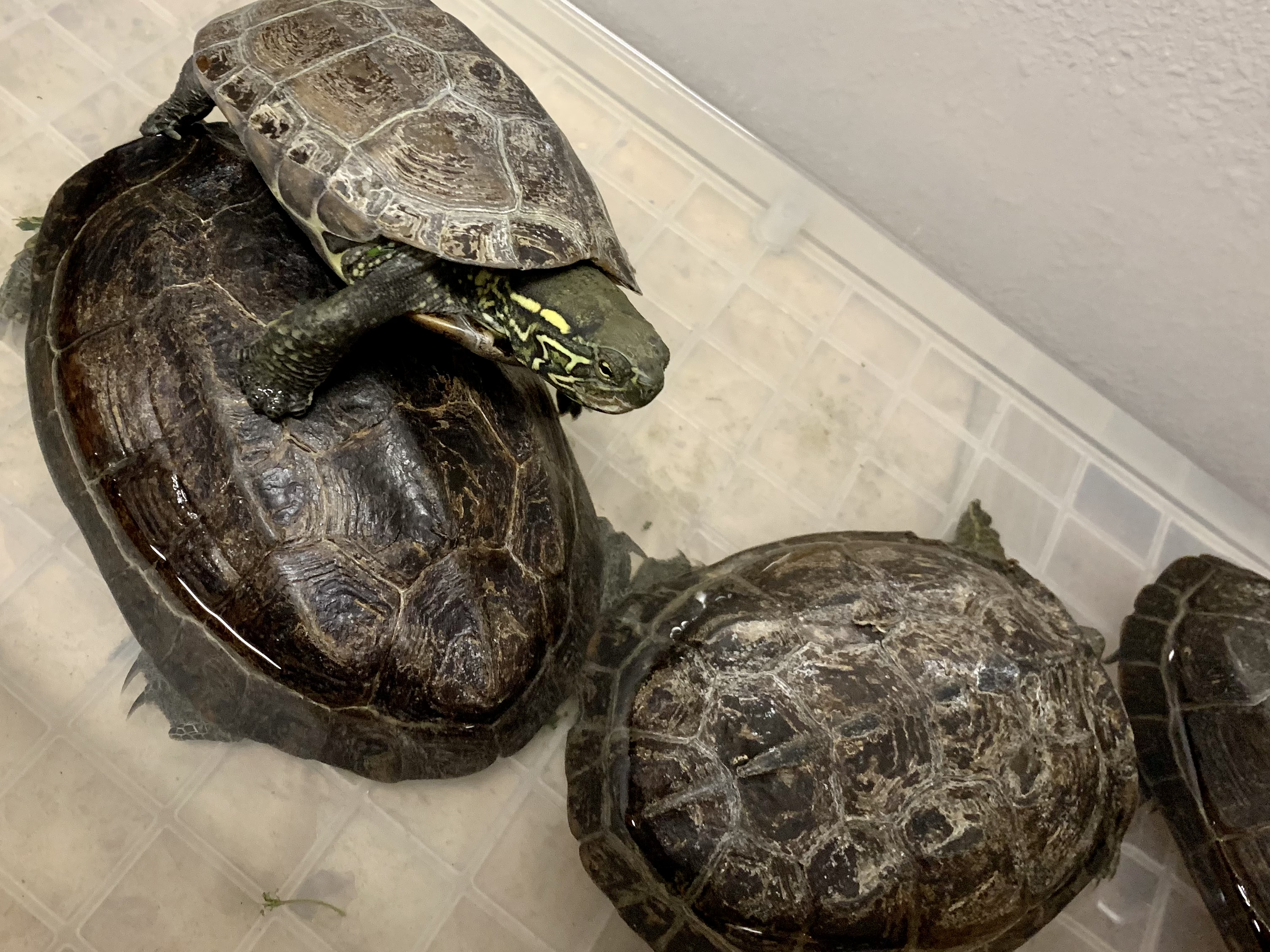クサガメ