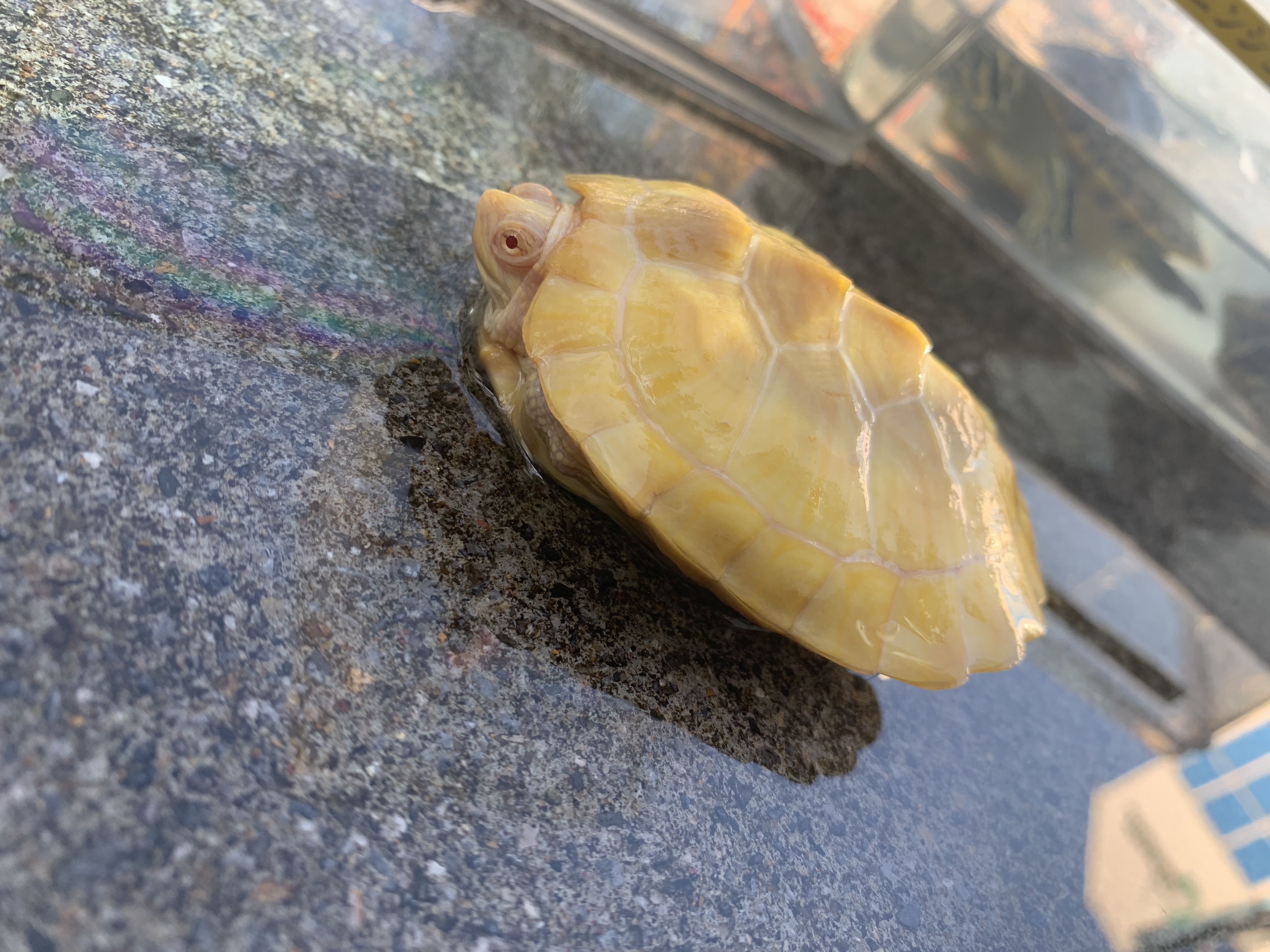 アルビノミドリガメ