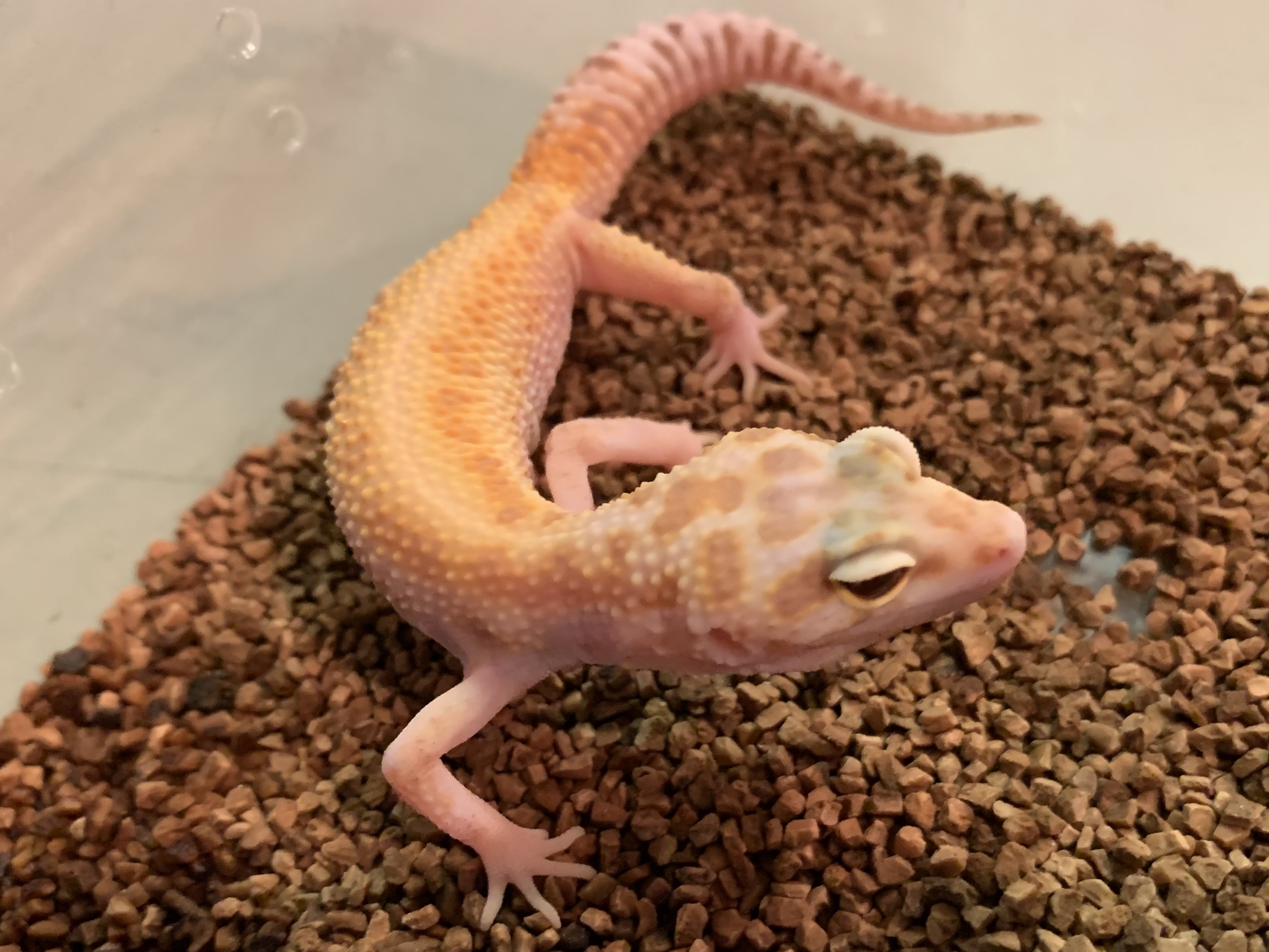 レオパ