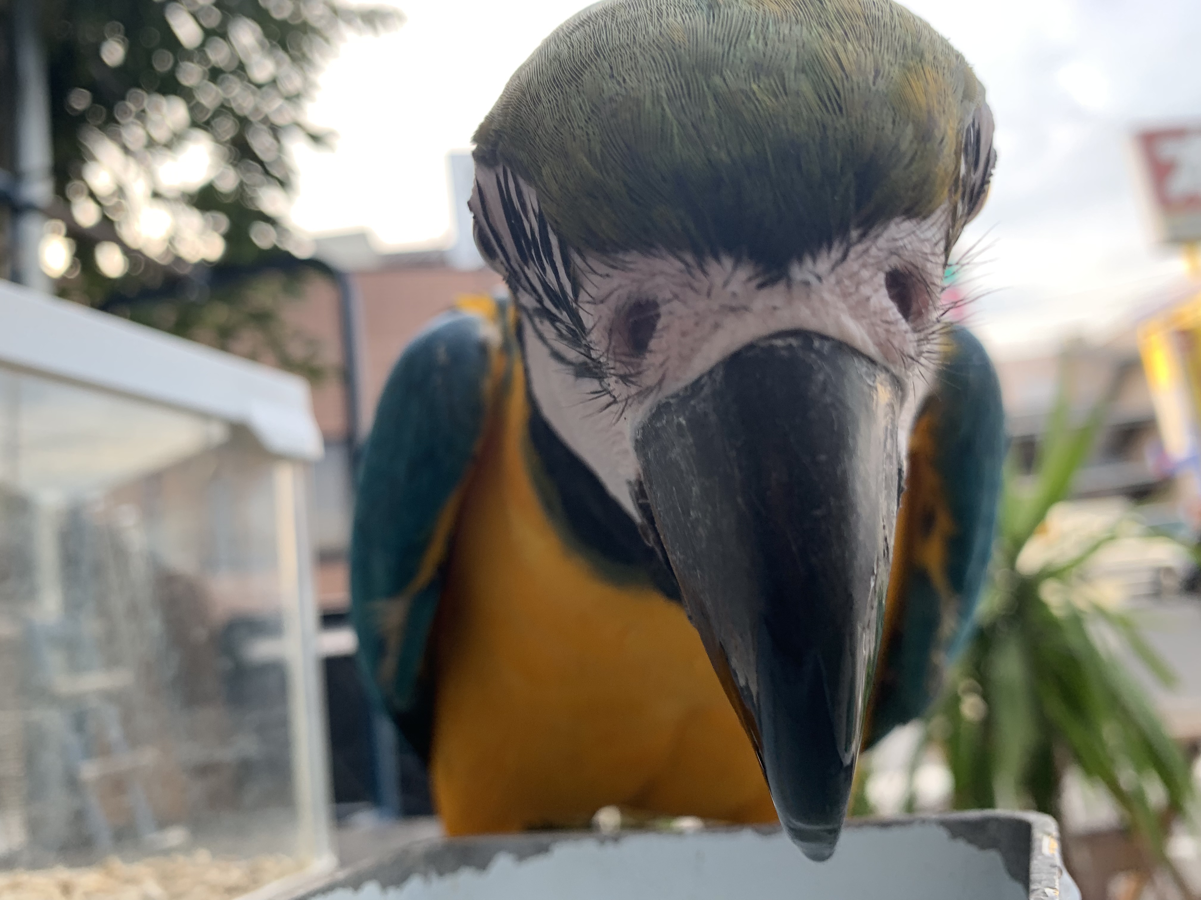 ルリコンゴウインコ