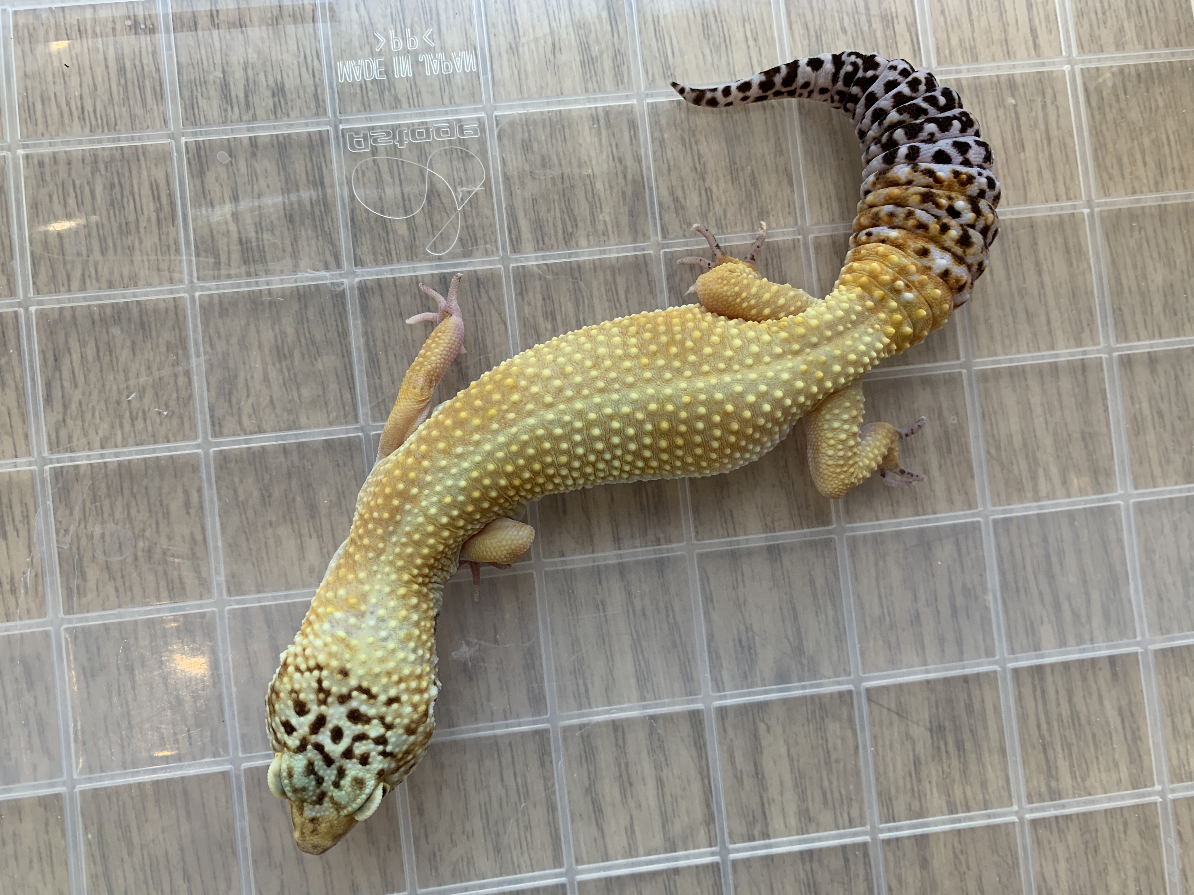 ヒョウモントカゲモドキ
