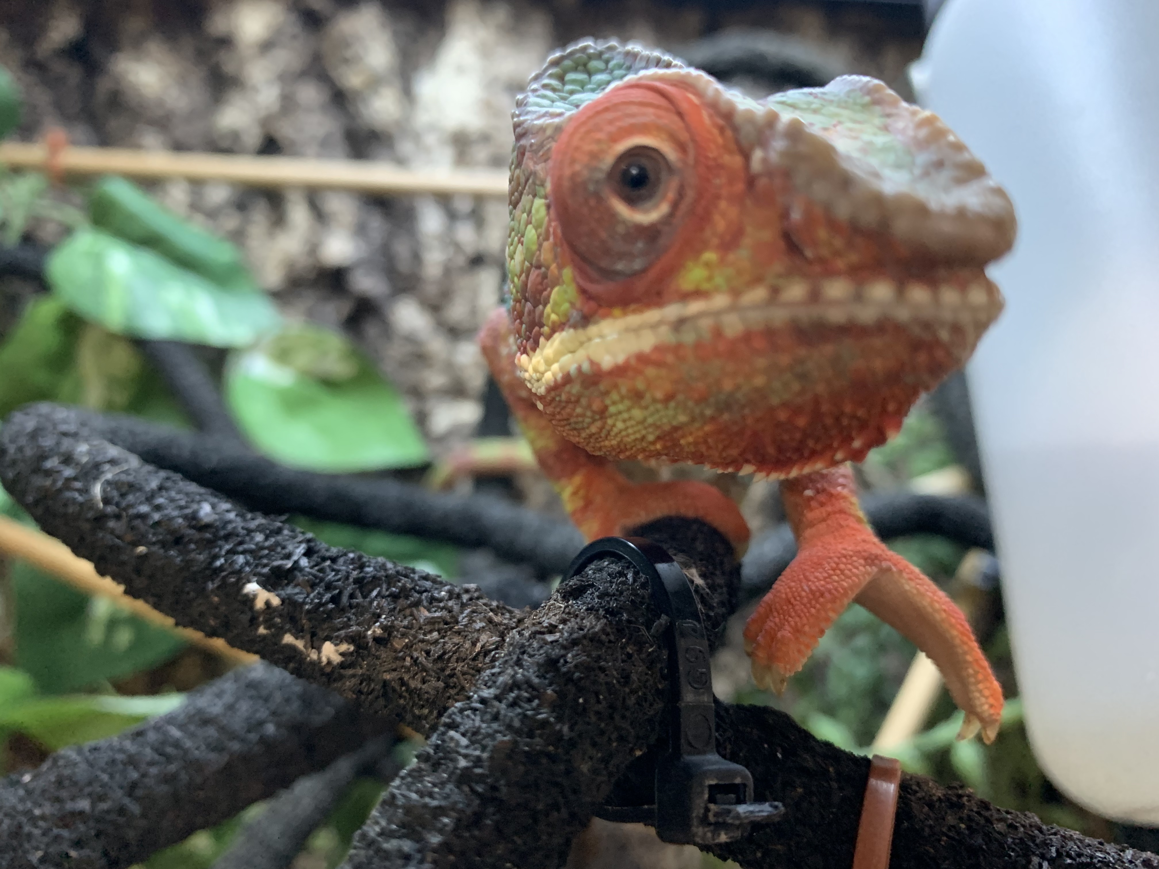パンサーカメレオン