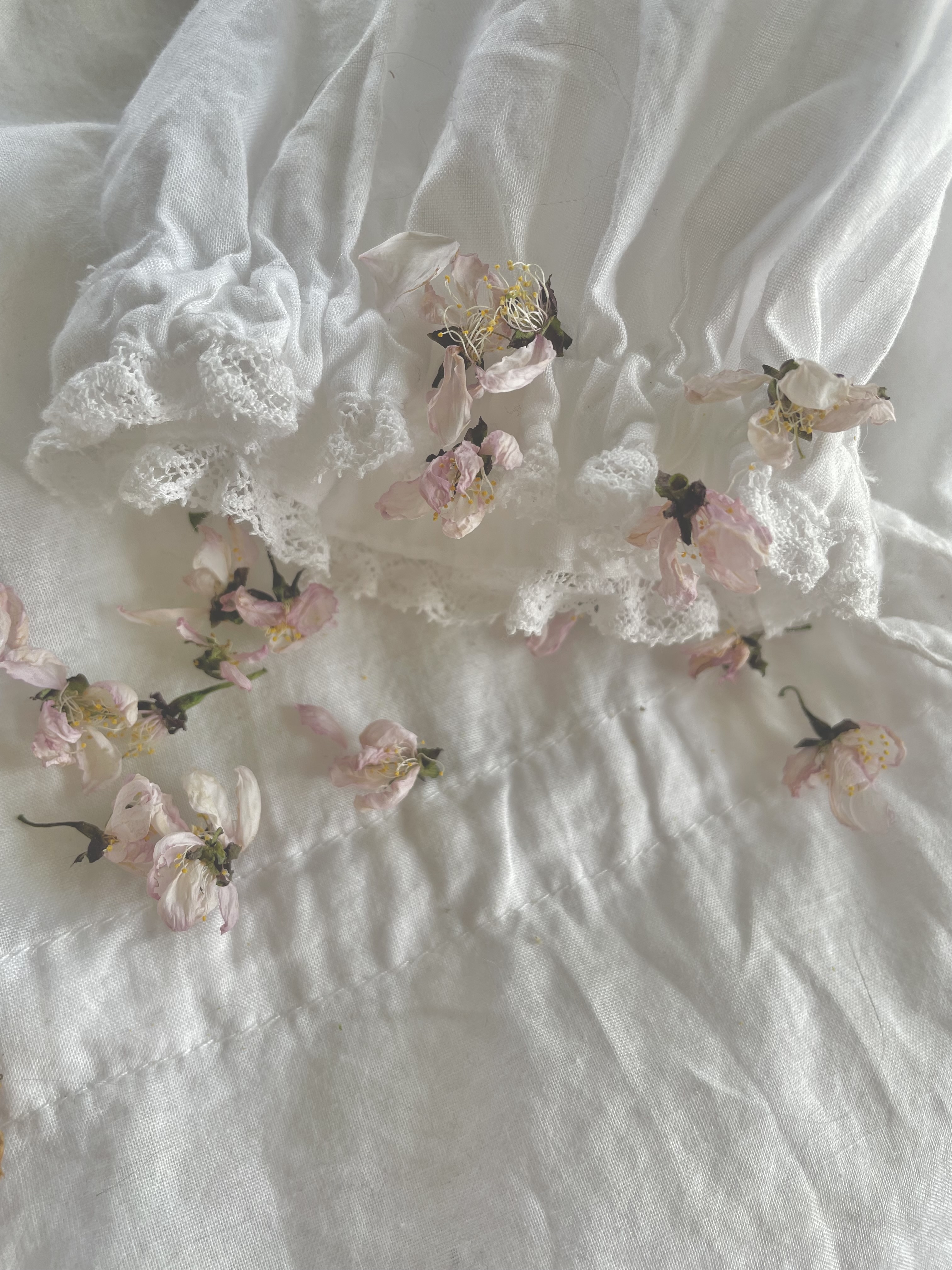 桜のドライフラワー作りました🌸