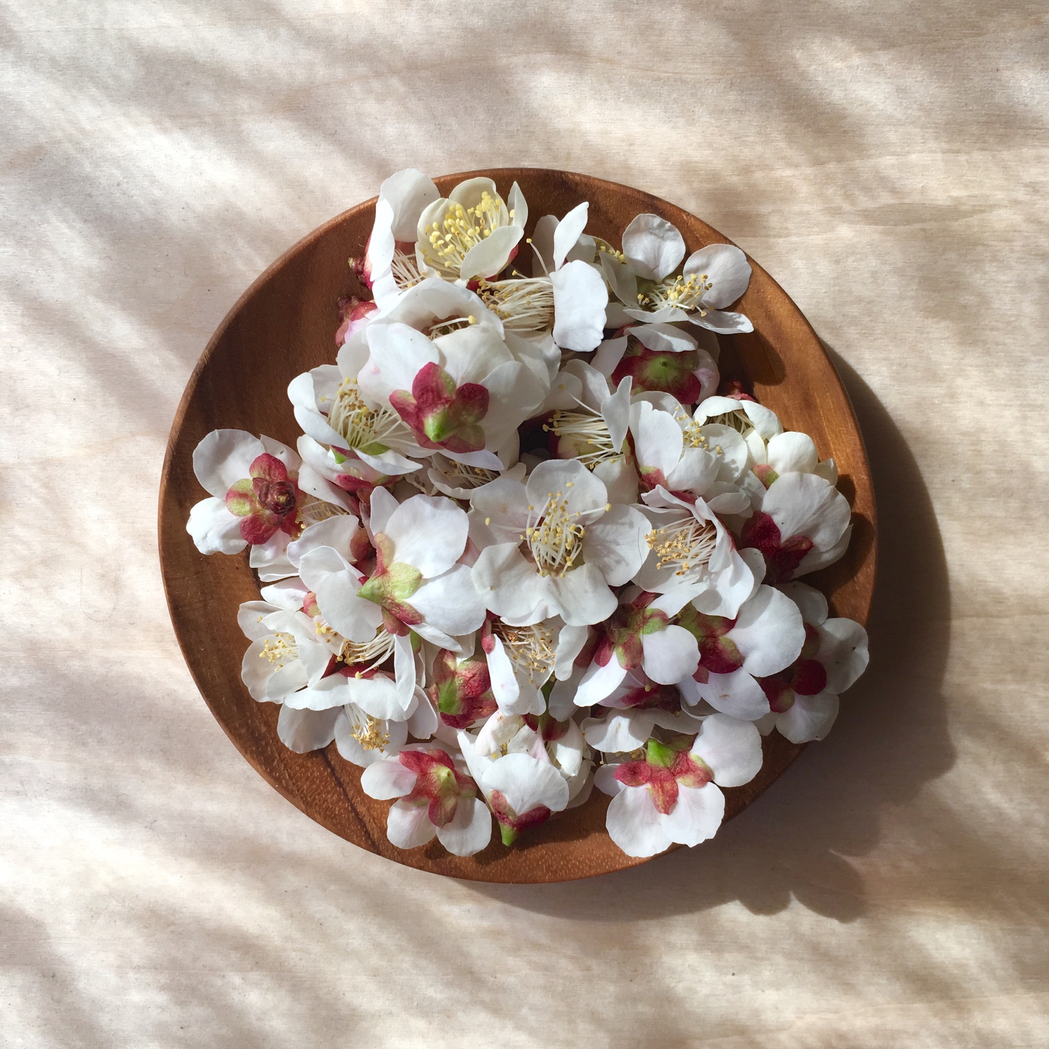 梅の花のティンクチャー作り