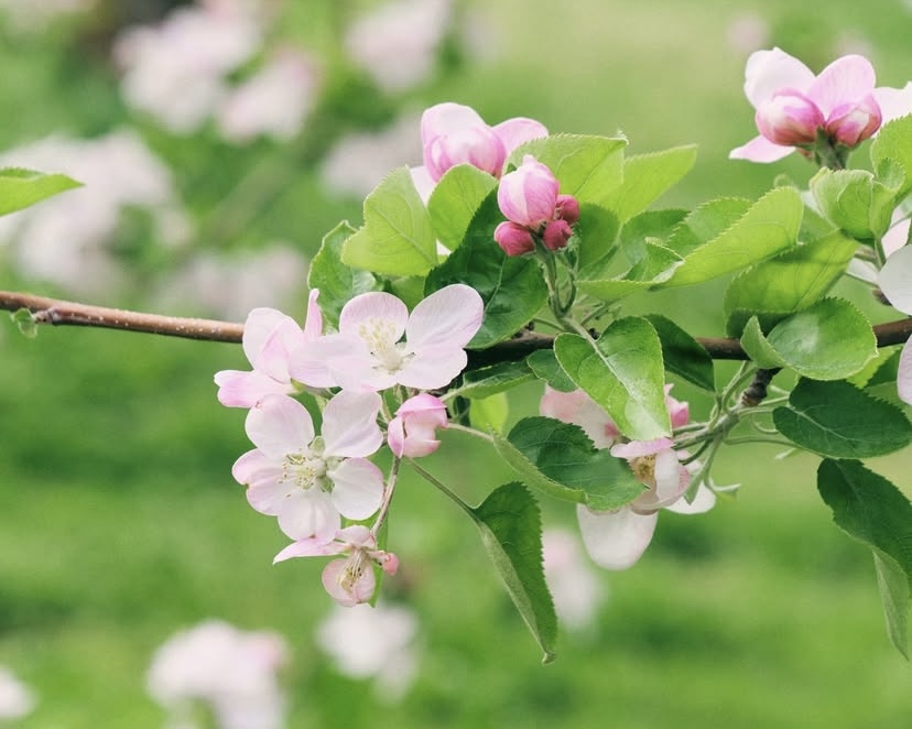 りんごの花咲く染め体験