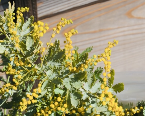 春の色をたのしむ染色ワークショップ