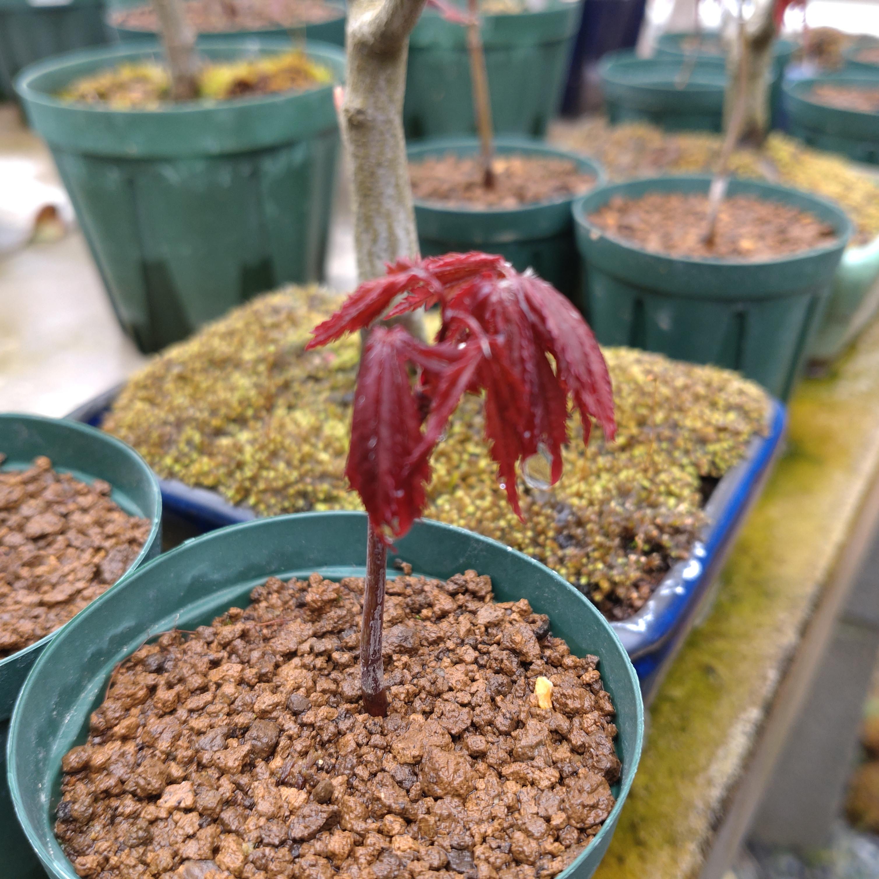 ノムラモミジの芽出し